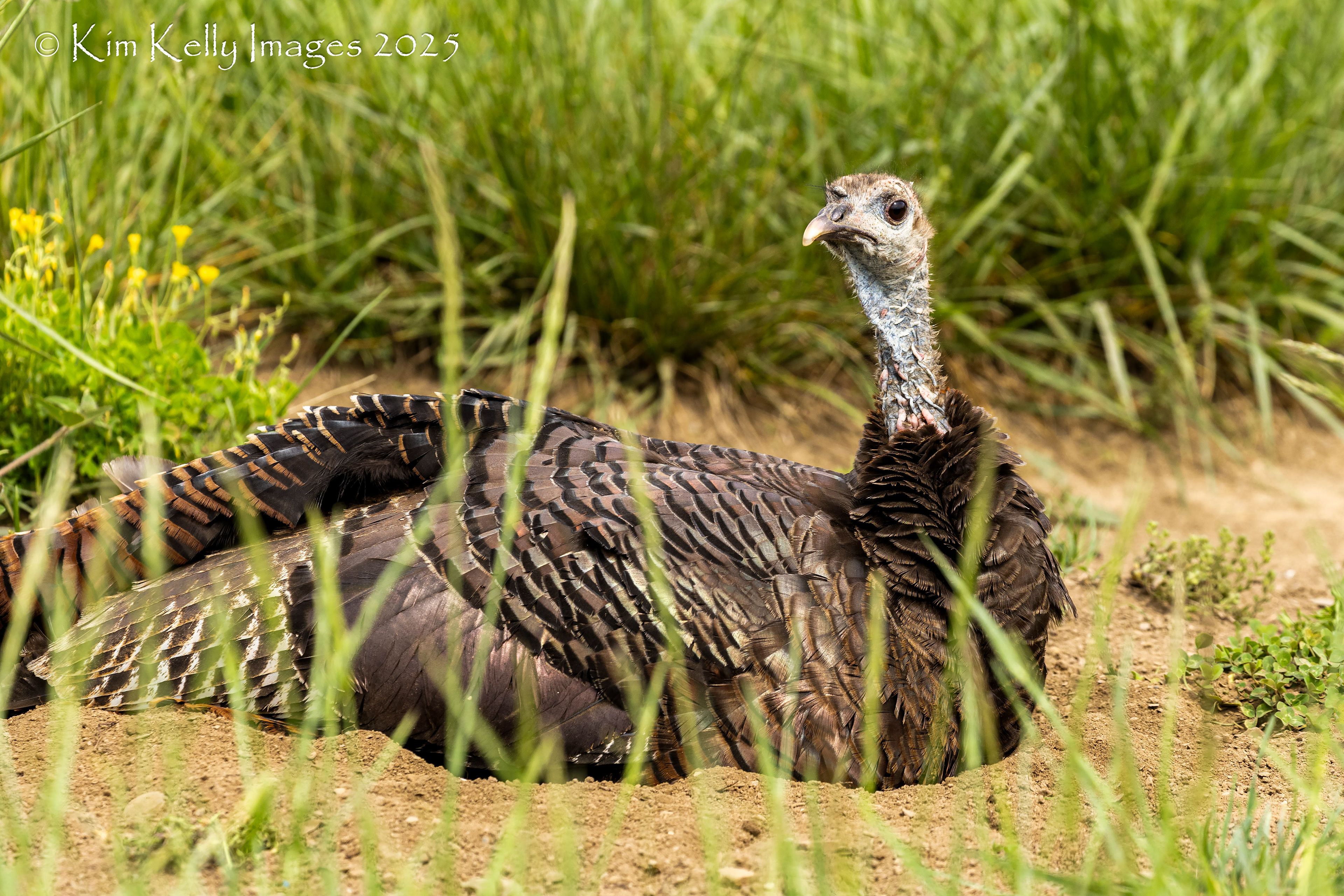 Female Eastern Wild Turkey - Great Smoky Mountains