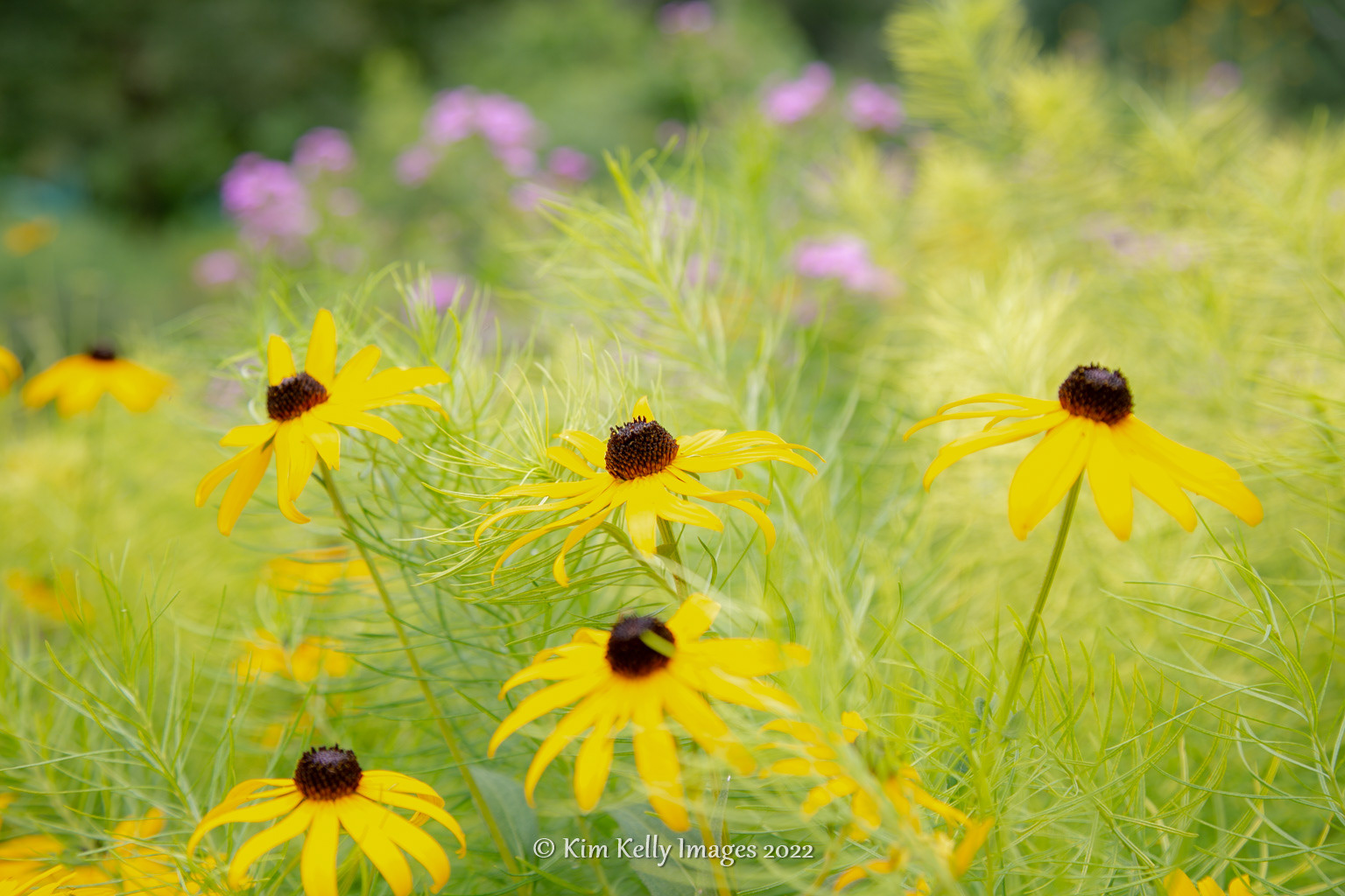 Ethereal Garden