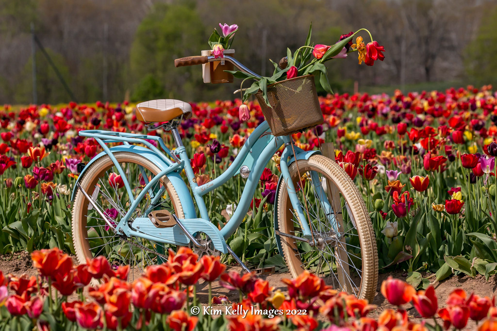 Blue Bike in a Tulip Field