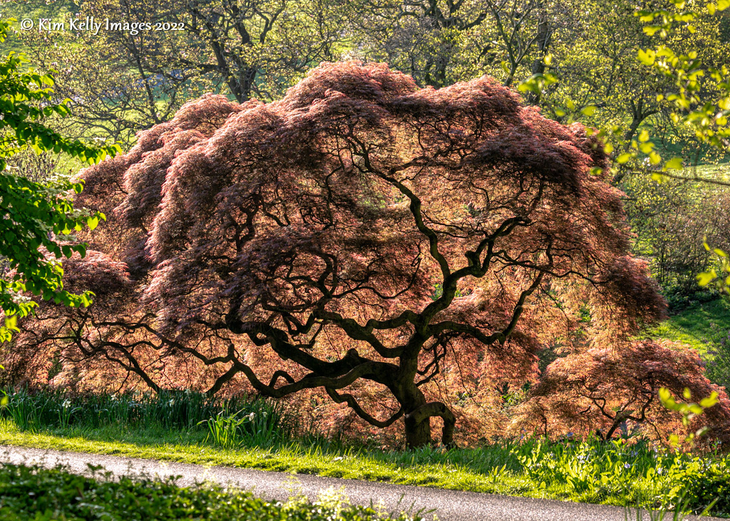 Winterthur Japanese Maple in Spring Colors