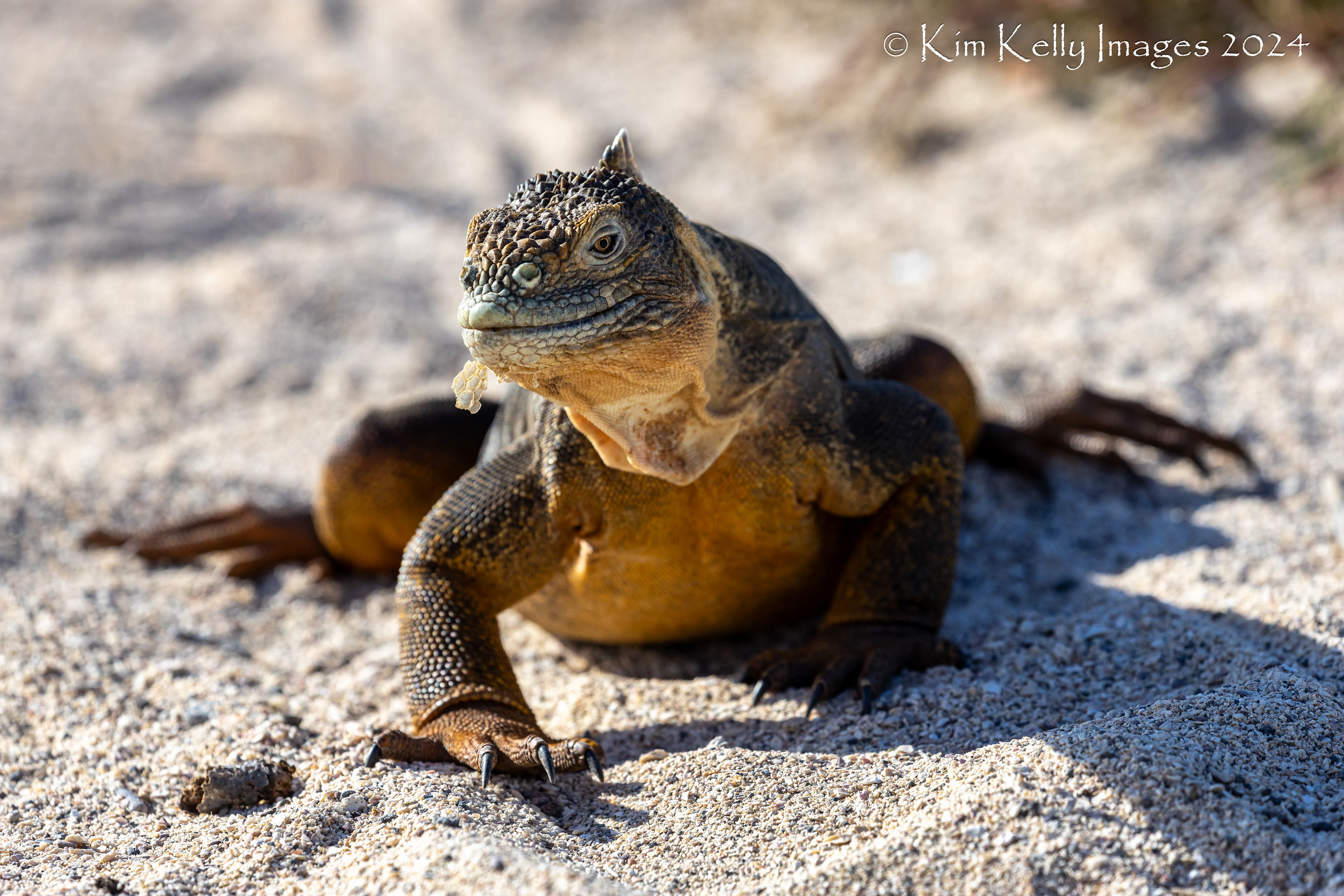 Land Iguana Sloughing