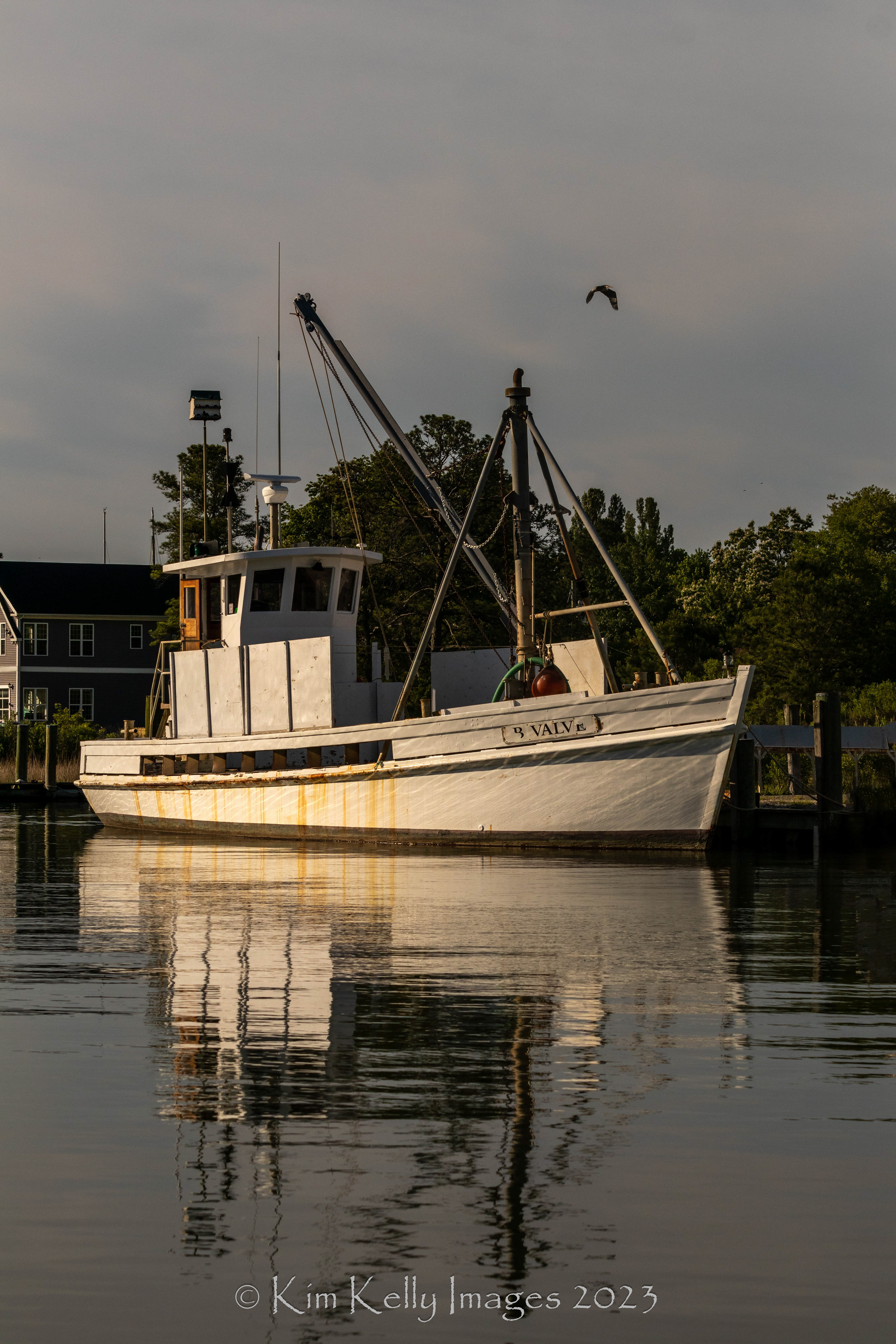 Bivalve in the Knapps Narrows