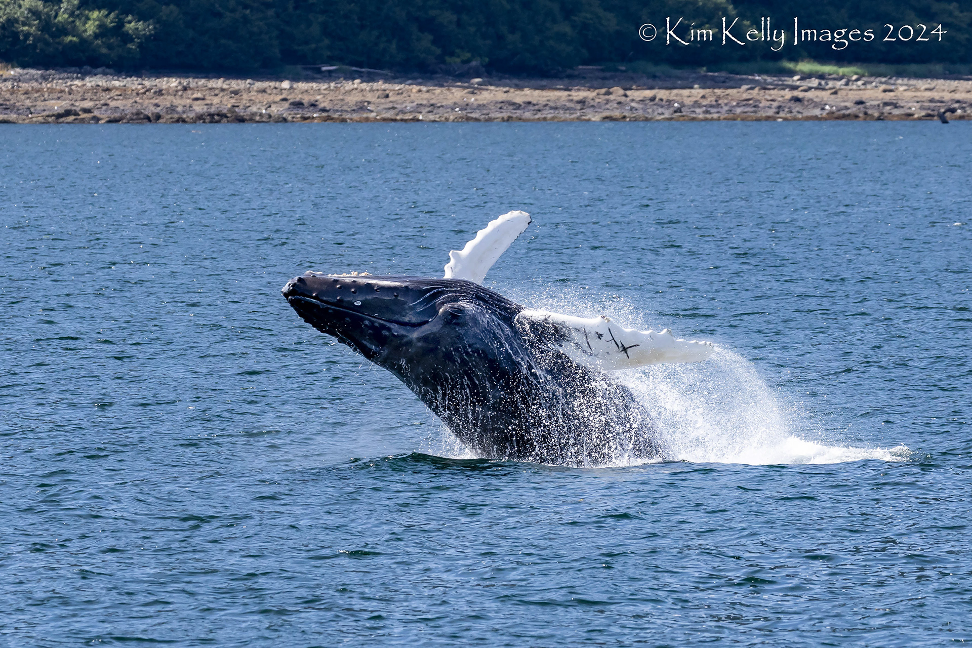 Breaching Baby Humpback Whale