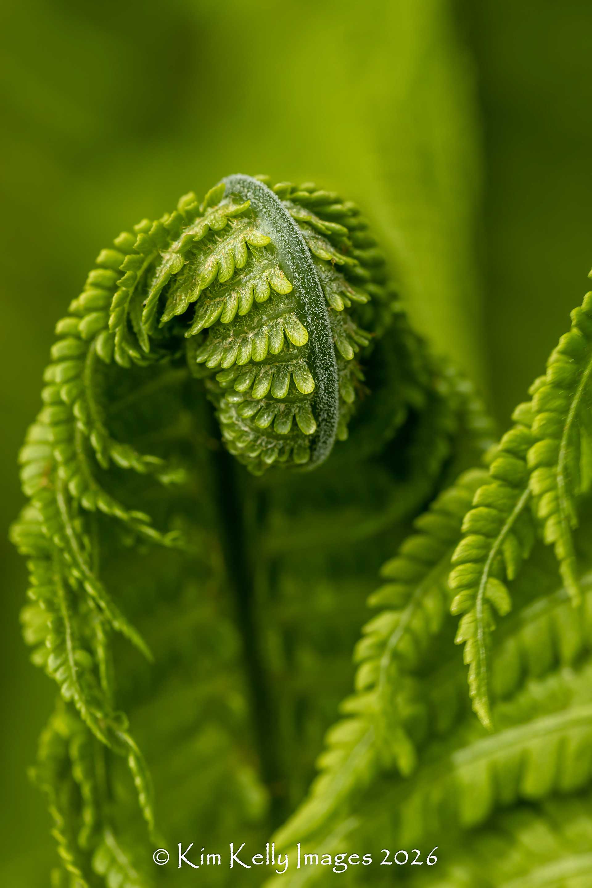 Curlicue Fern