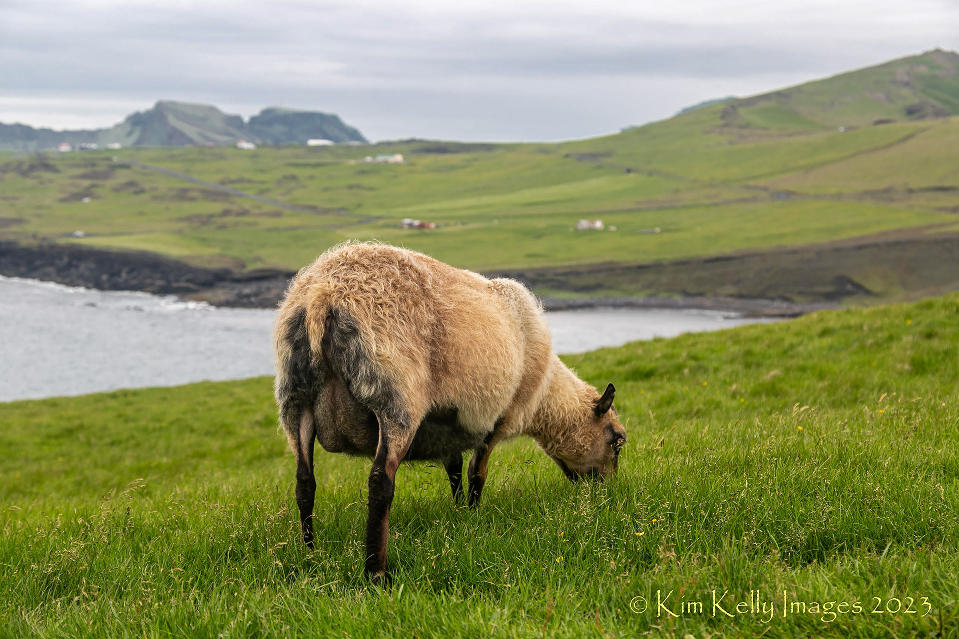 Free Range Grazer in Iceland