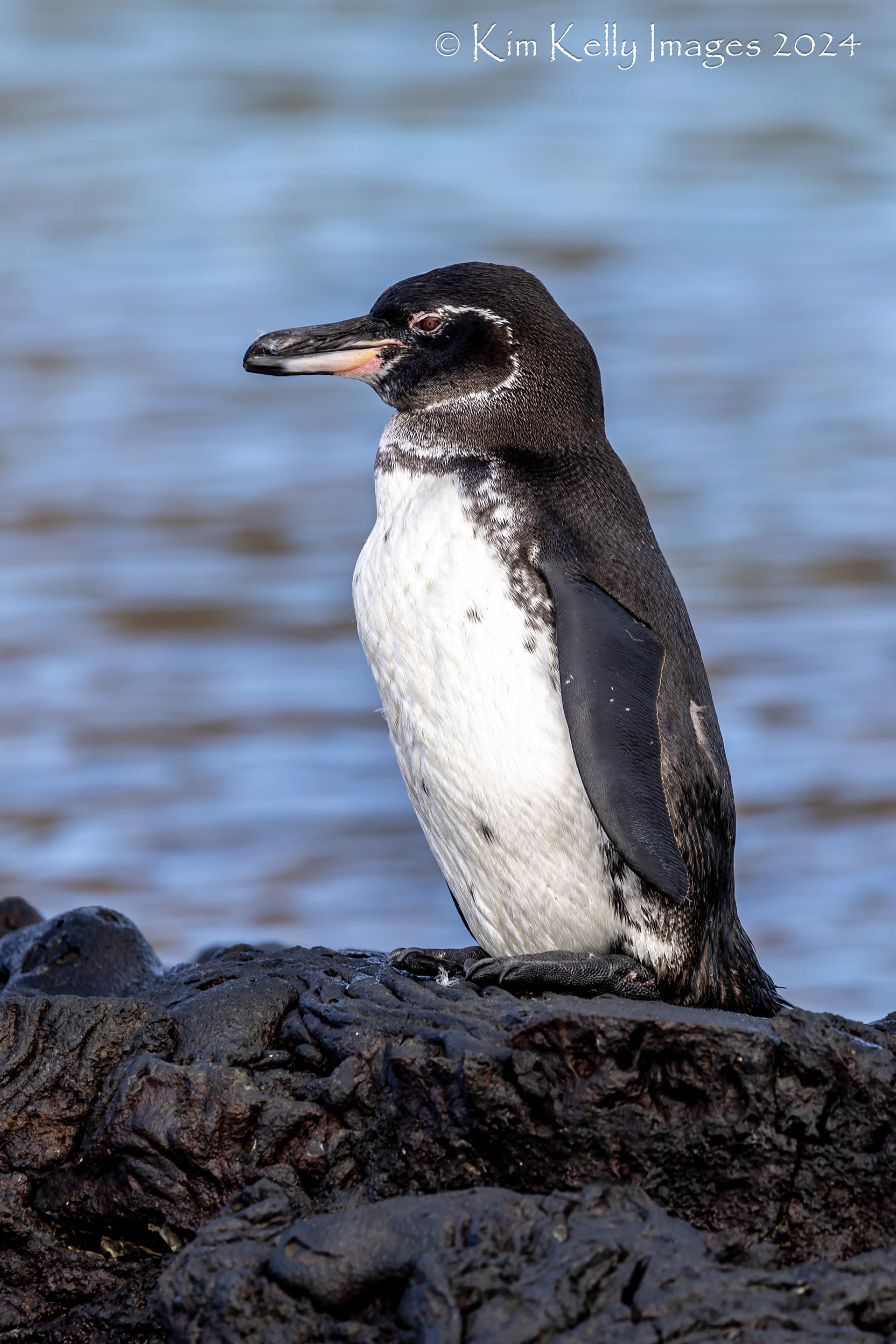Galapagos Penguin