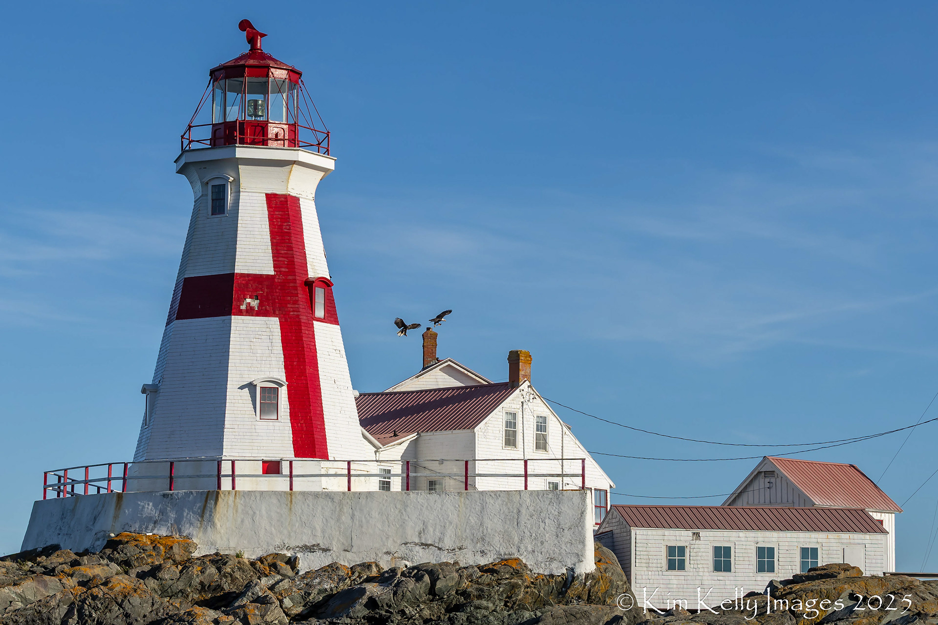 Two Eagles Skirmish Over a Fish at Head Harbour Light