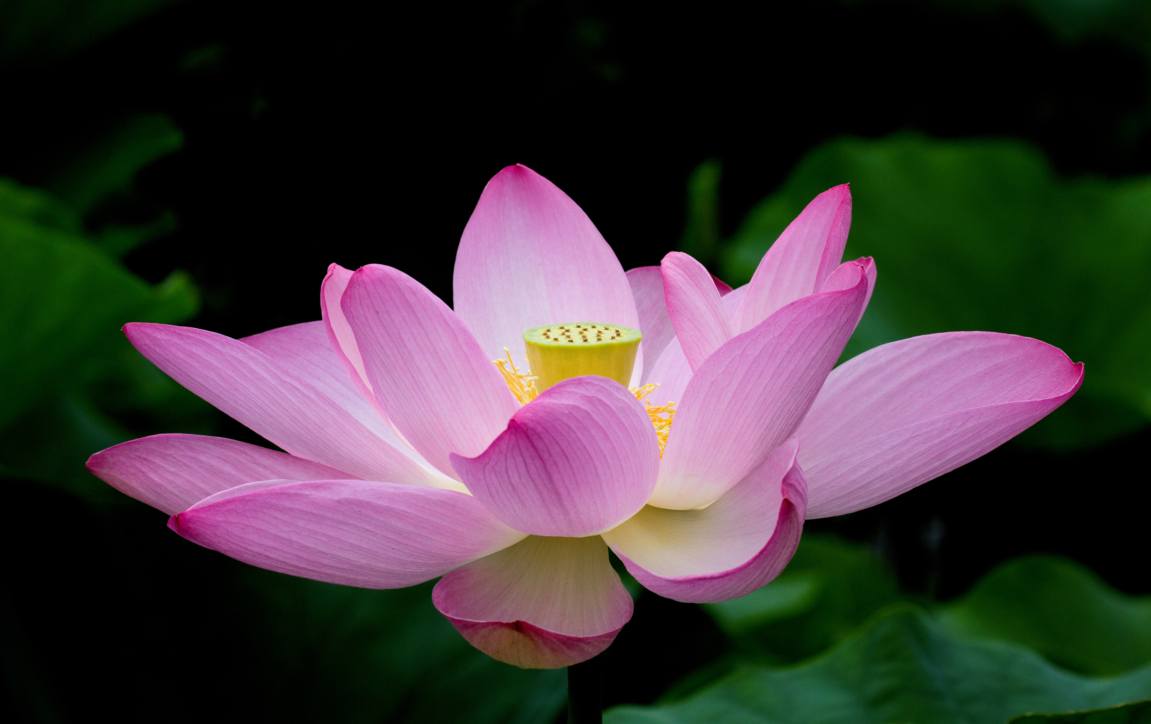 Lotus Petals Unfolding