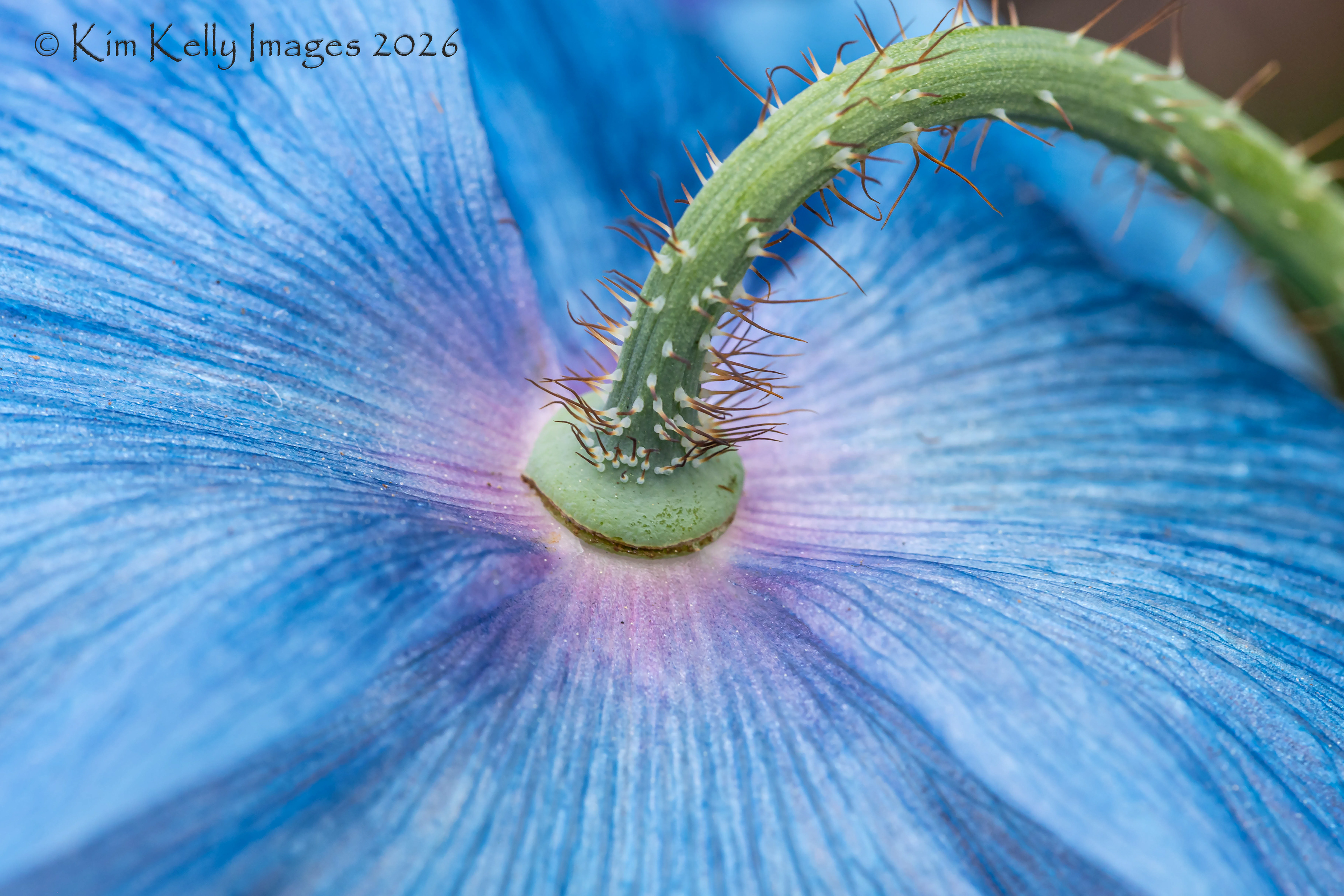 Backside of a Blue Poppy