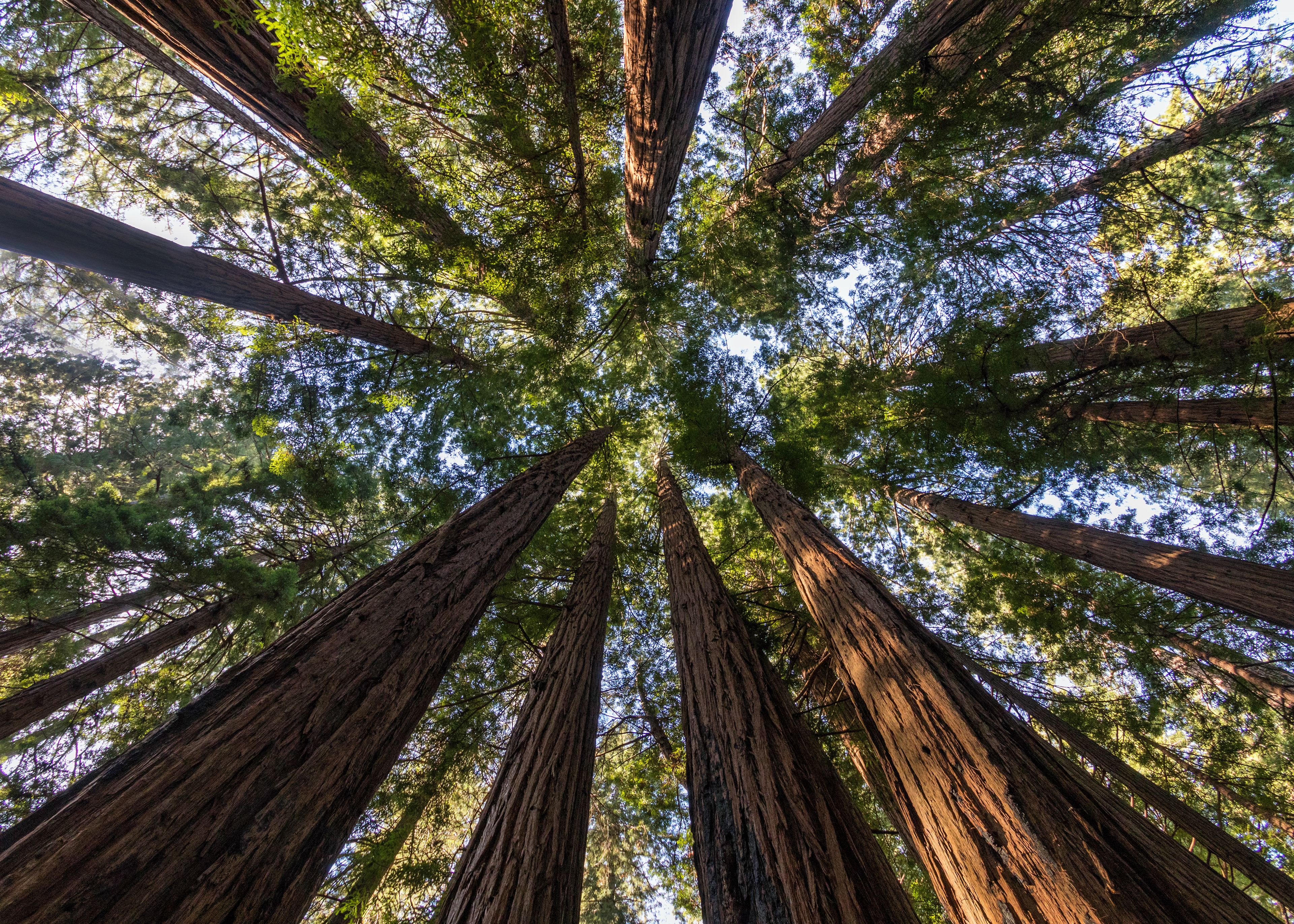 Sky High Redwoods