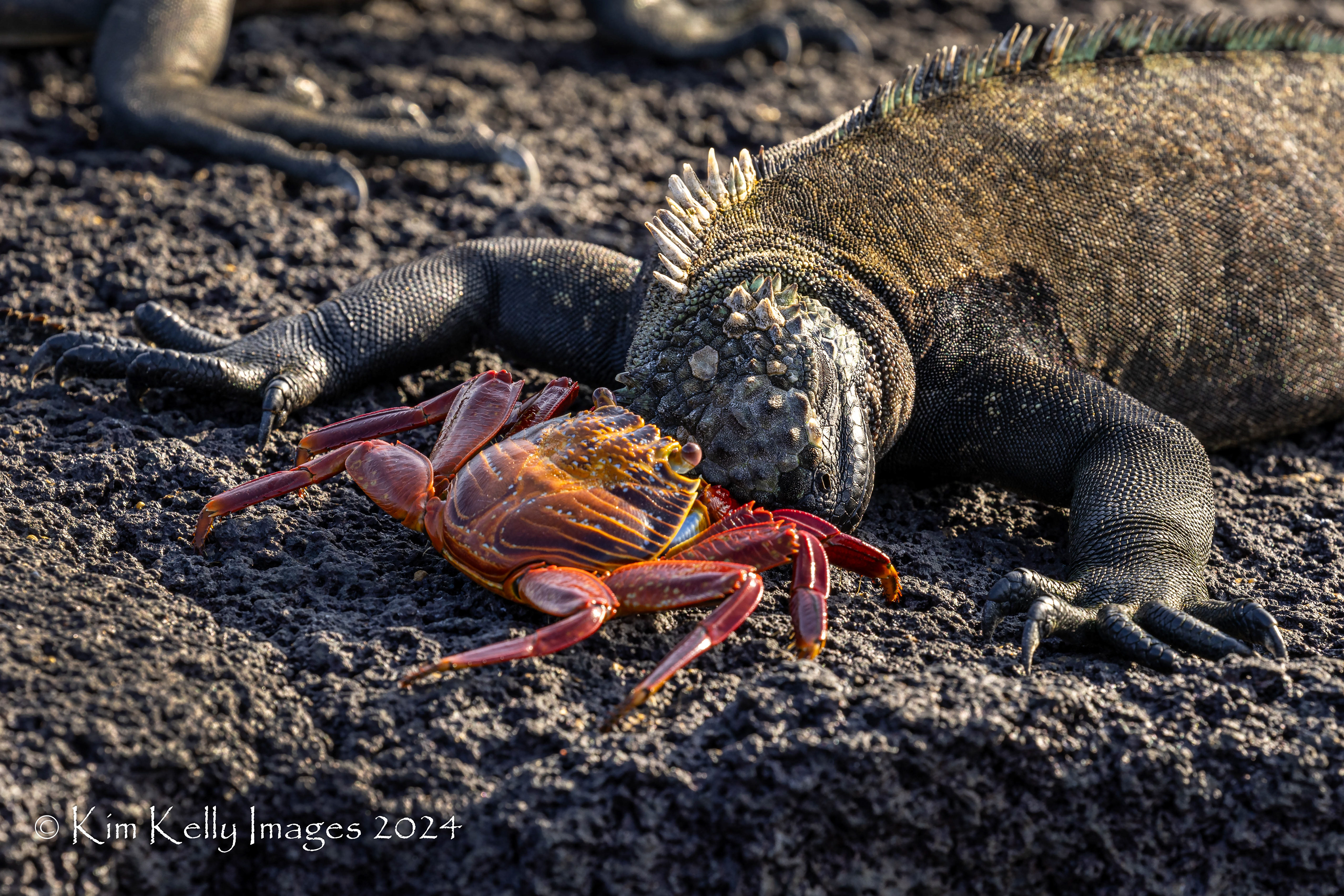 Crab Versus Lizard Faceoff