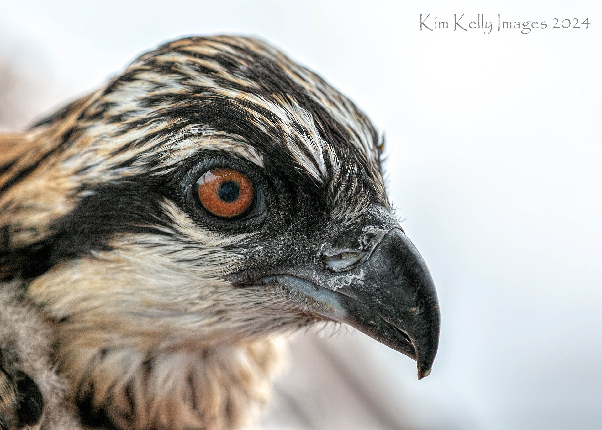 Young Osprey Chick