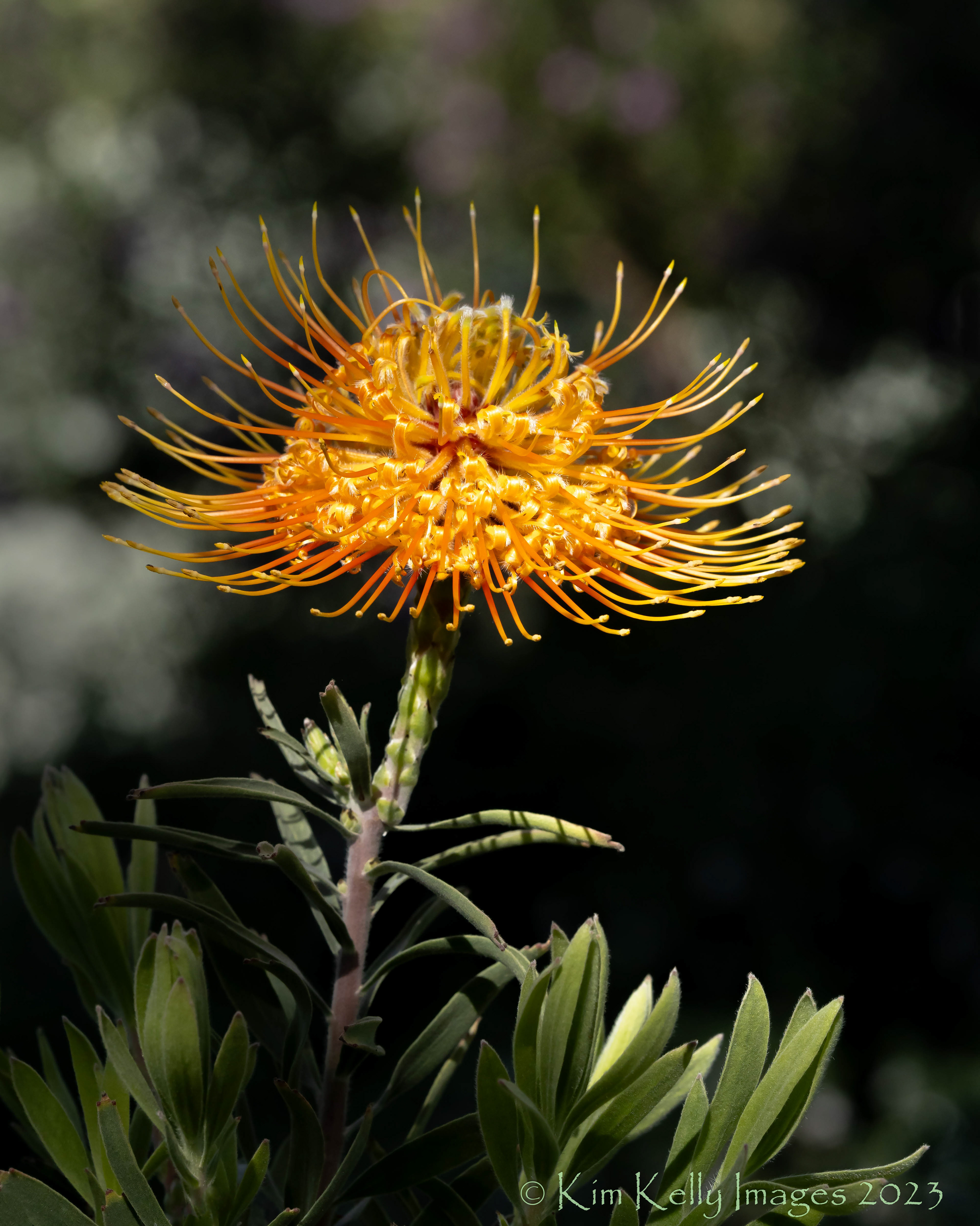 Unfurling of a Pincushion Plant