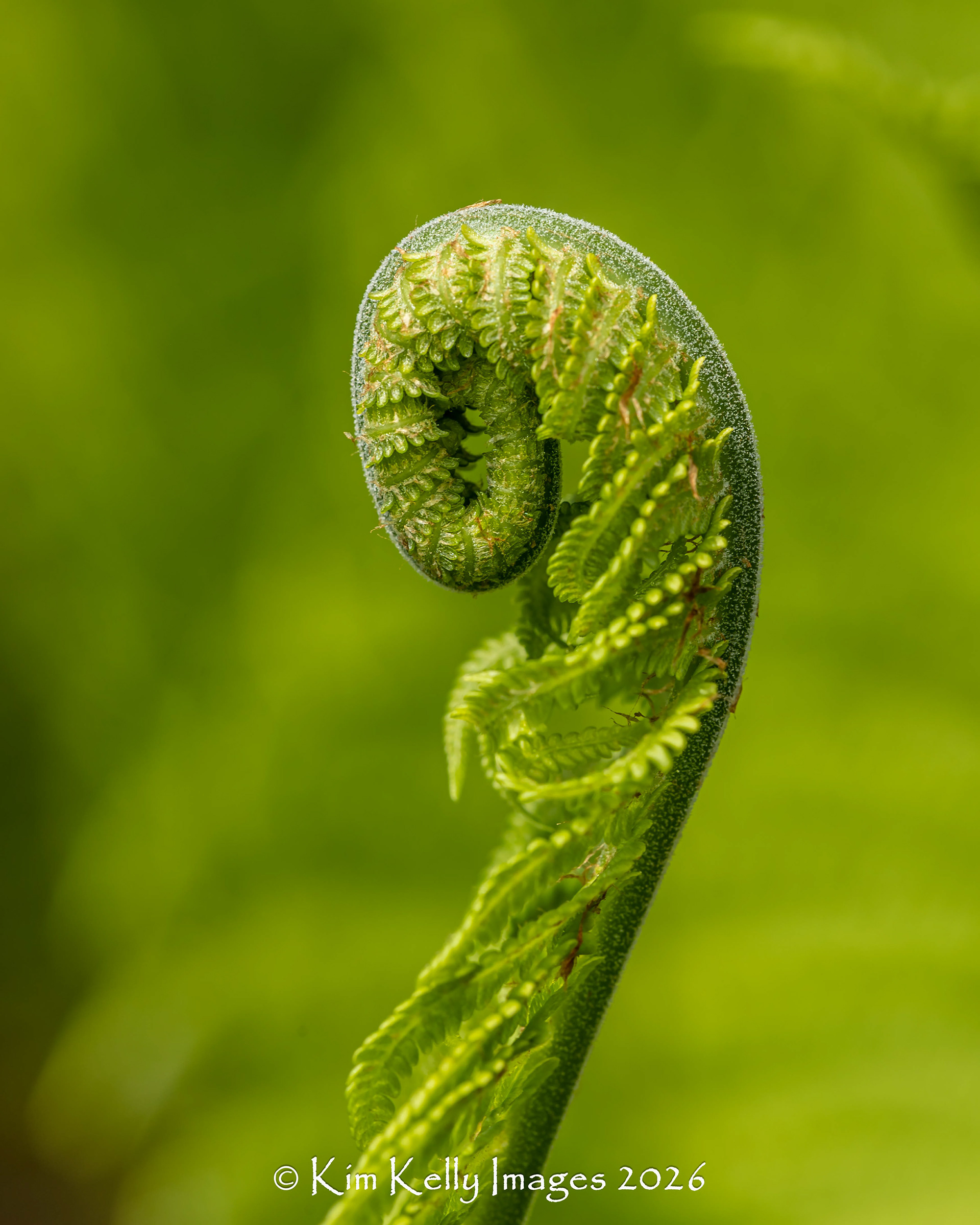 Coiled