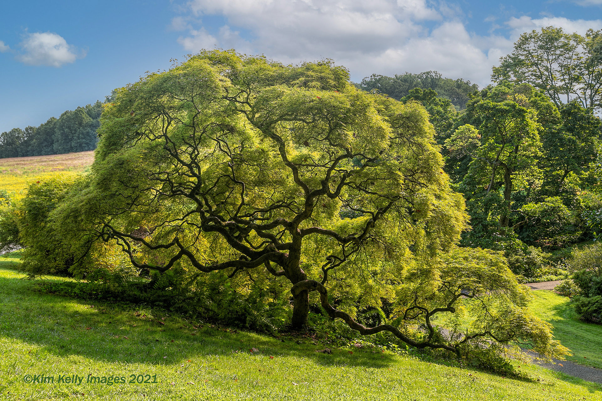 Branching Out