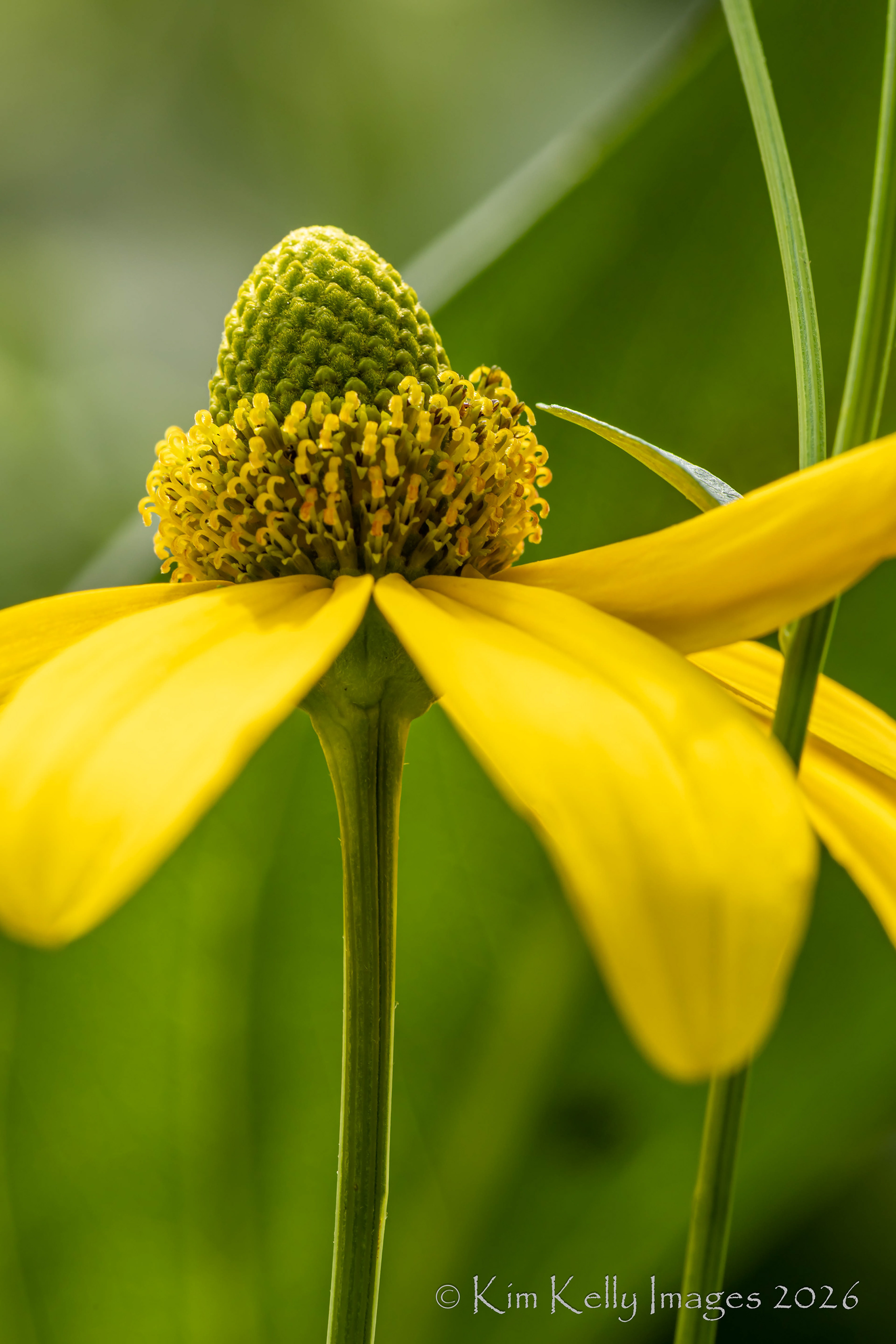 Popping Cone Flower
