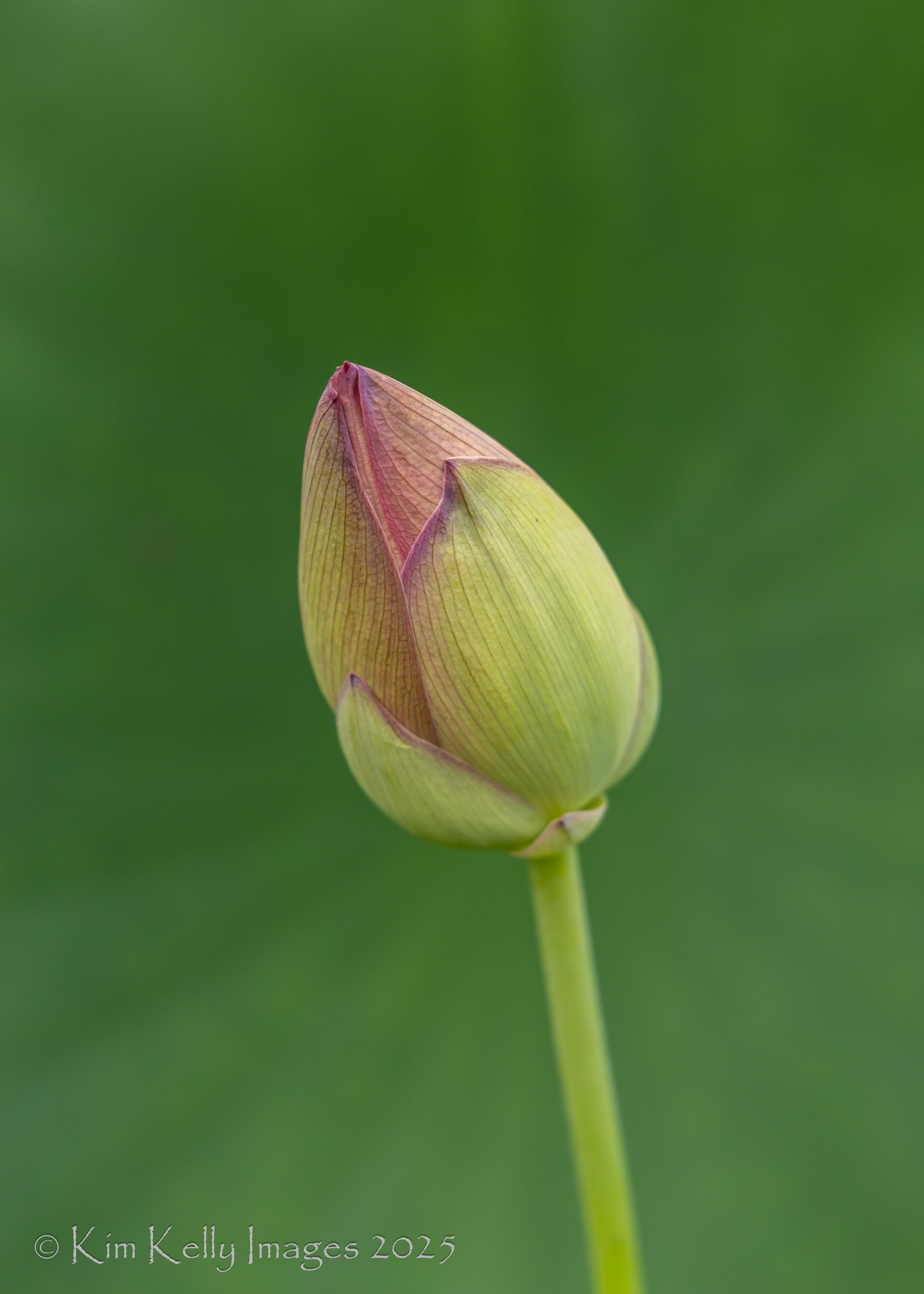 Lotus Bud Bursting Forth