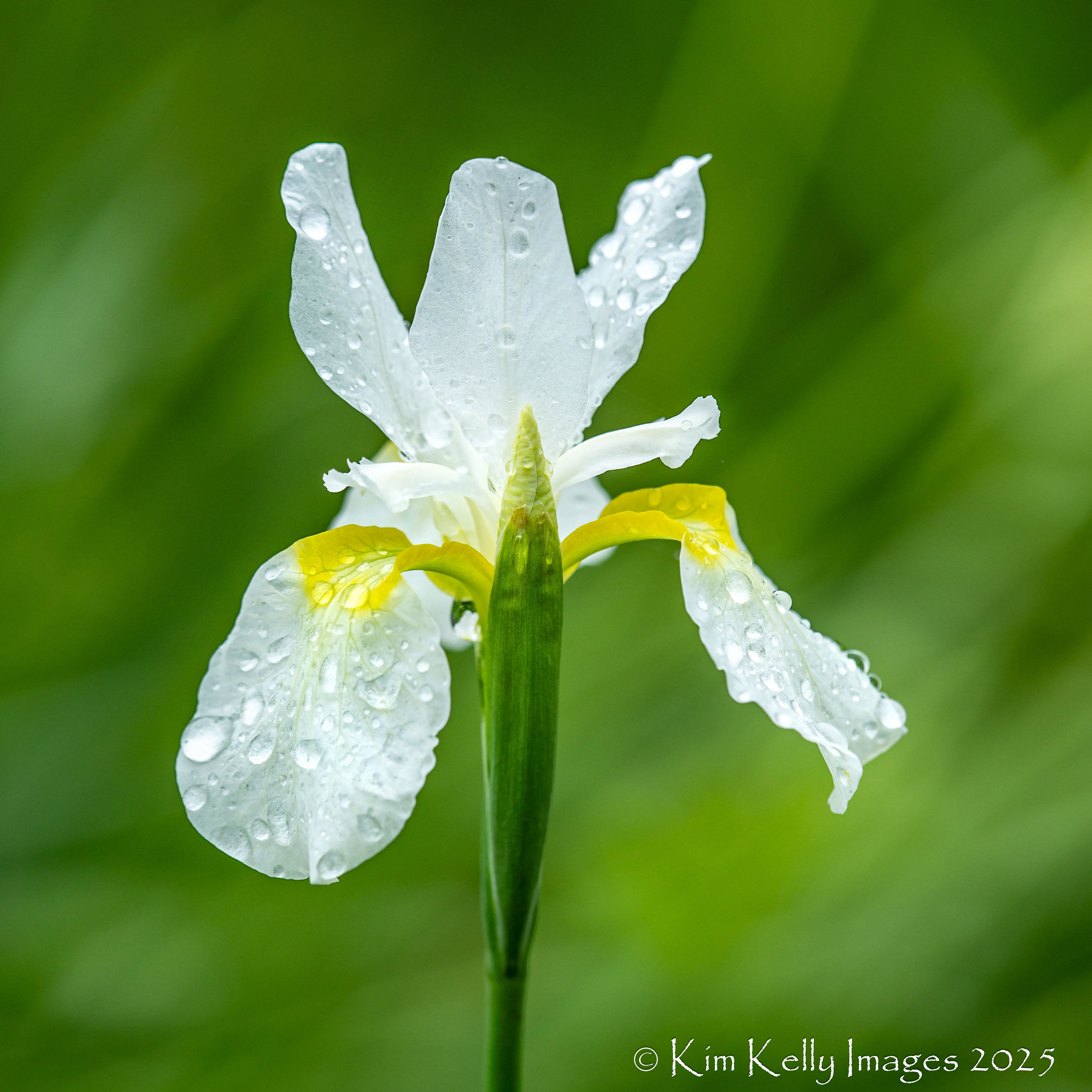 Iris in White