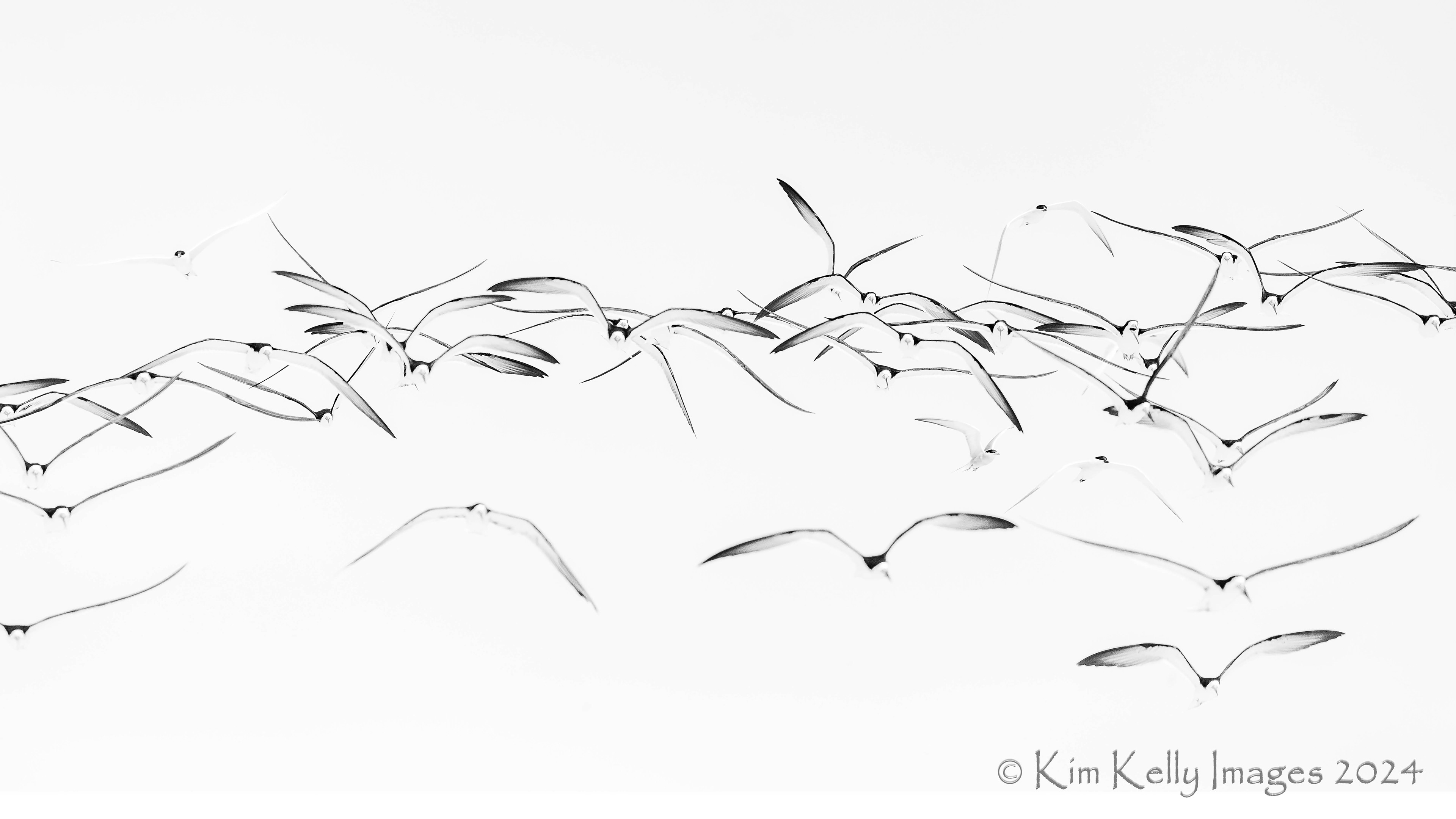 Skimmers in Flight