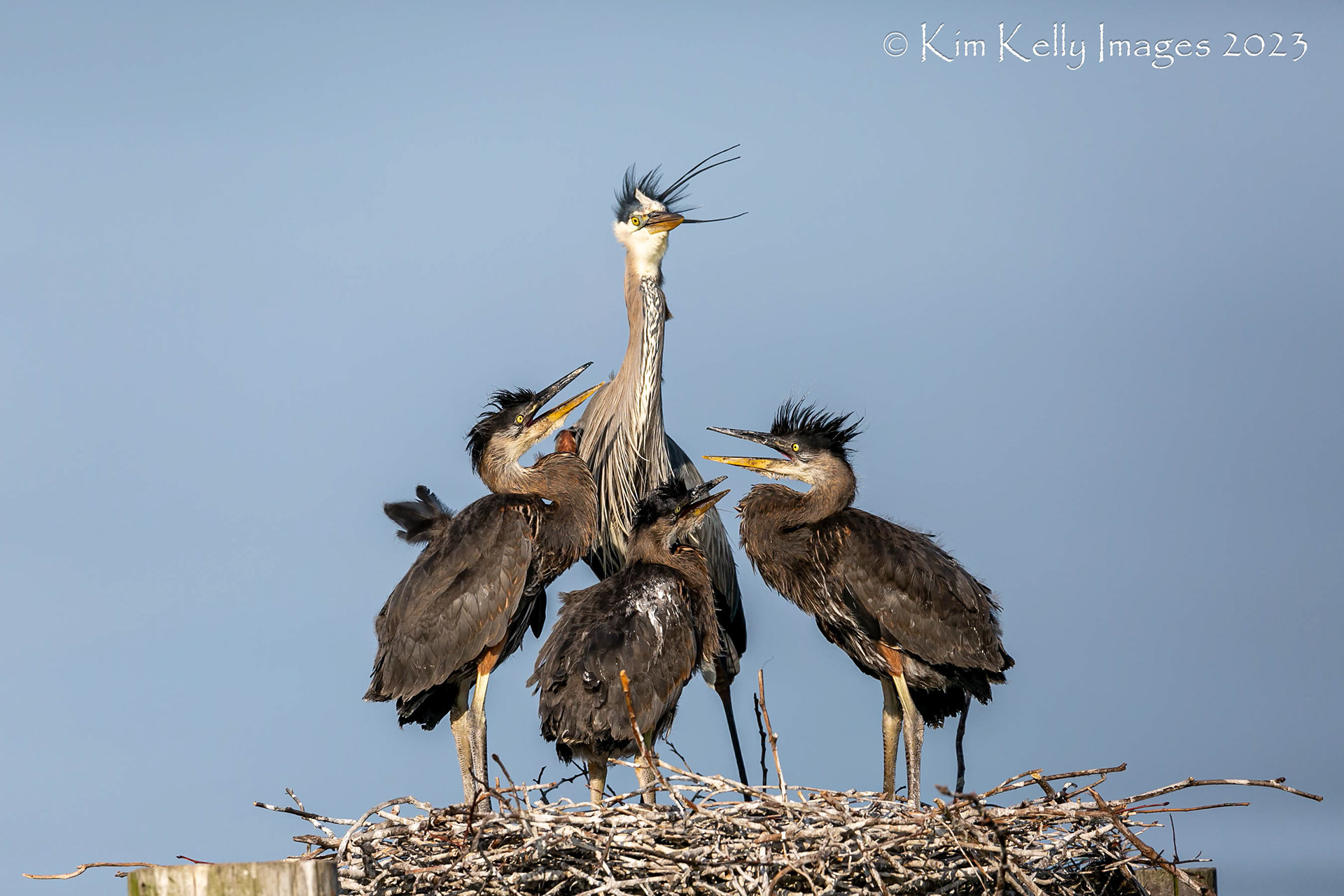 Dinnertime for the Heron Chicks