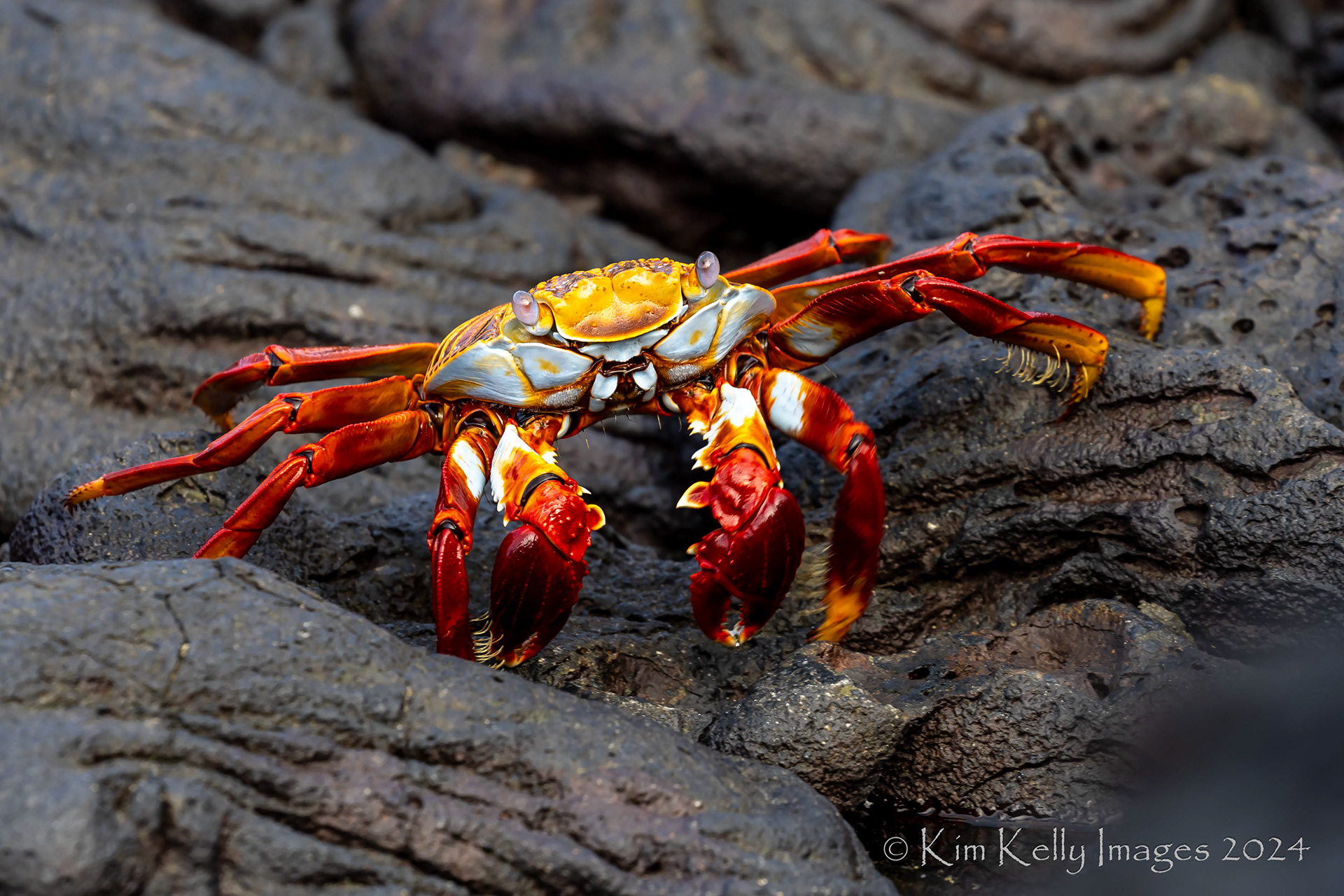 Galapagos Sally Lightfoot Crab
