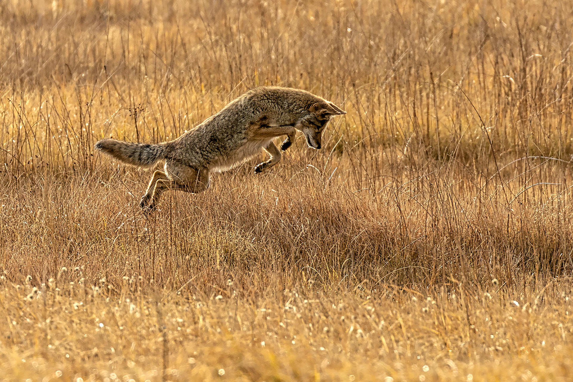 The Pounce