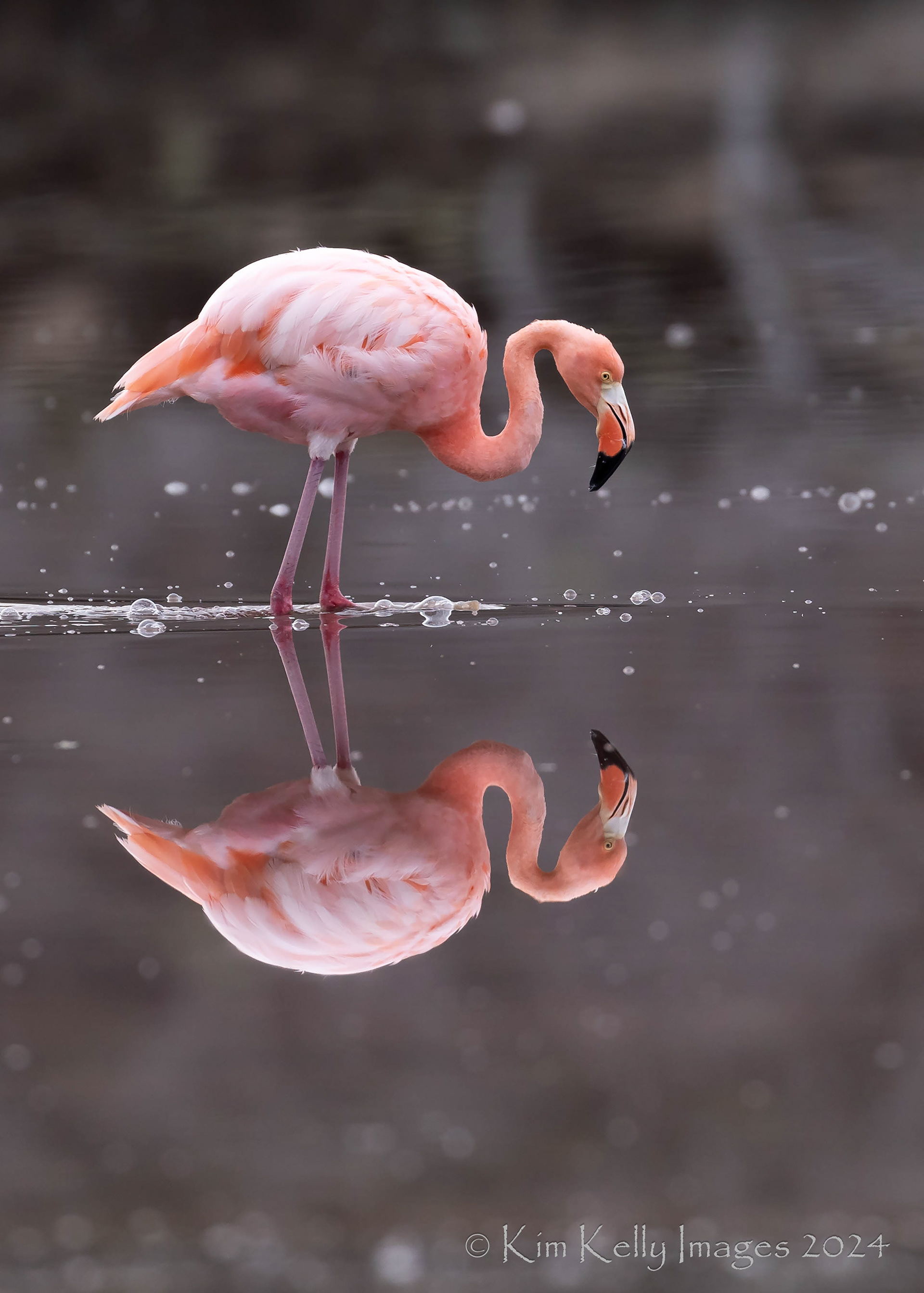 Double Your Flamingo Pleasure