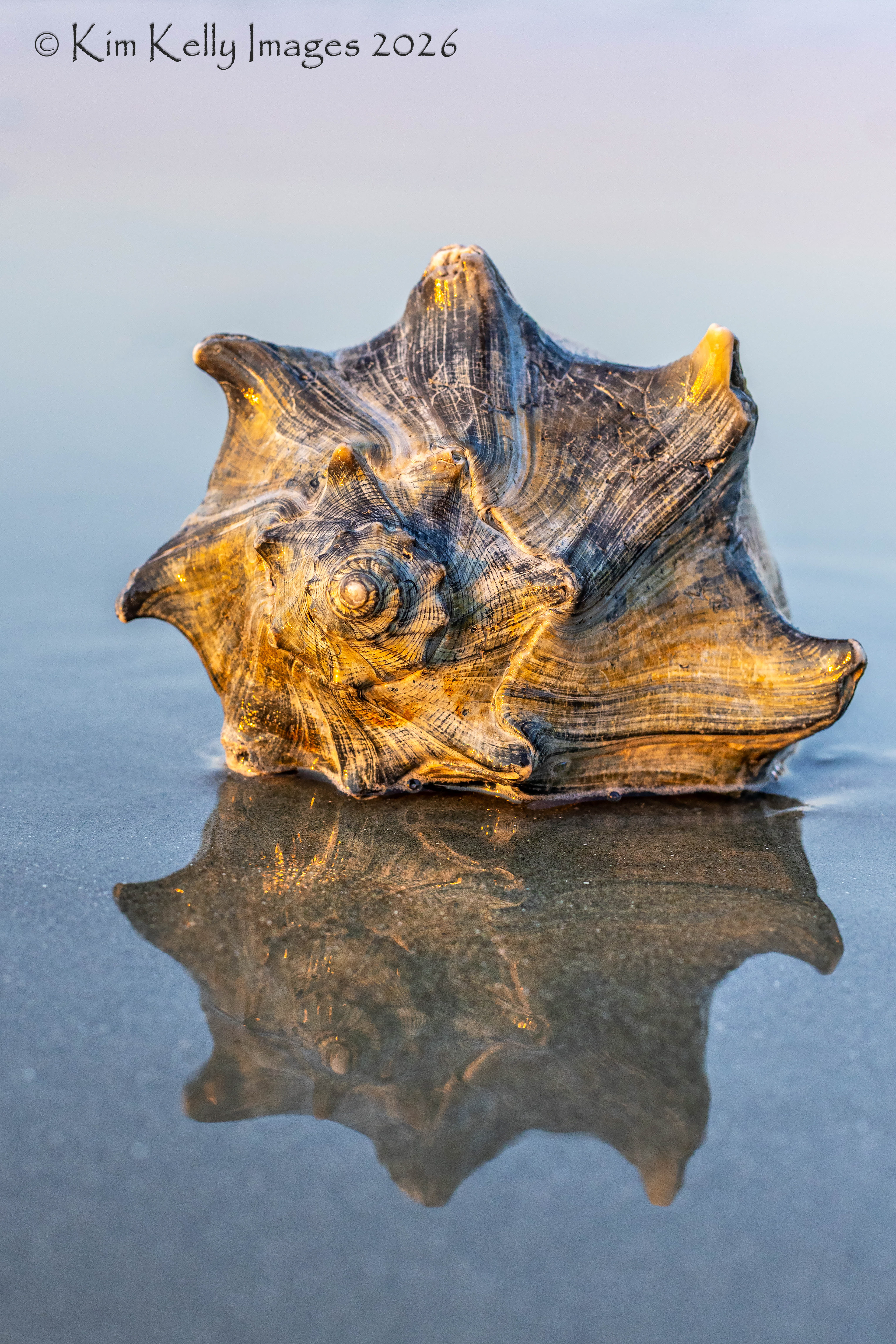 Echo of a Whelk on the Beach