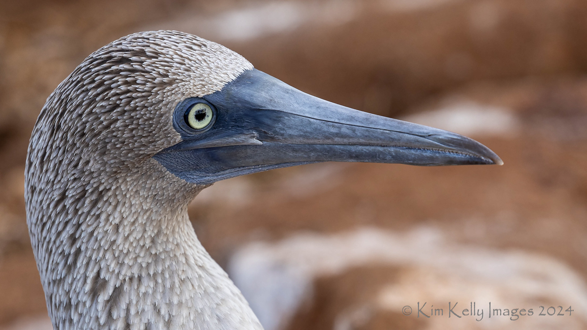 Yellow Eye of the Blue Footed Booby