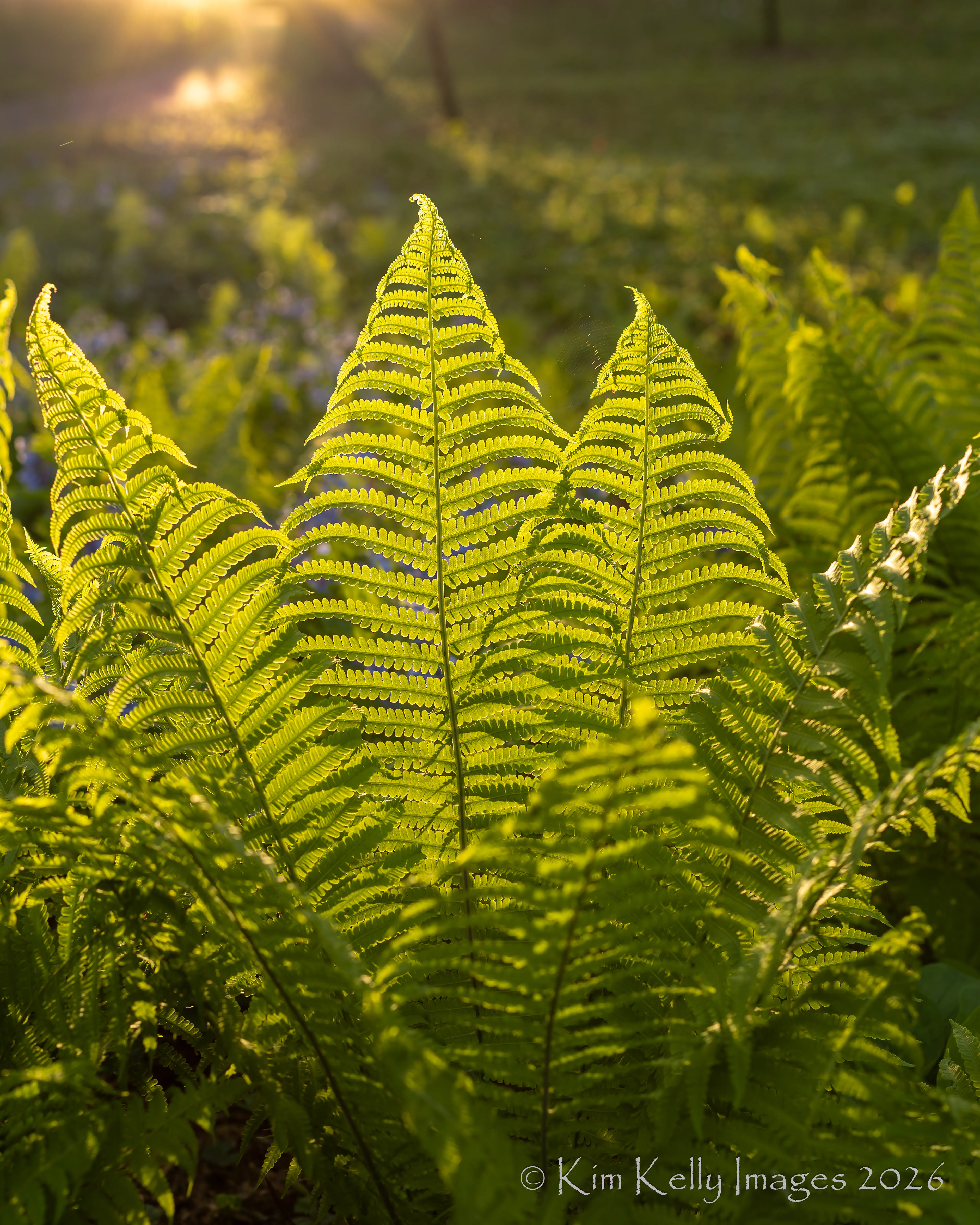 Morning Light on Fern Fronds