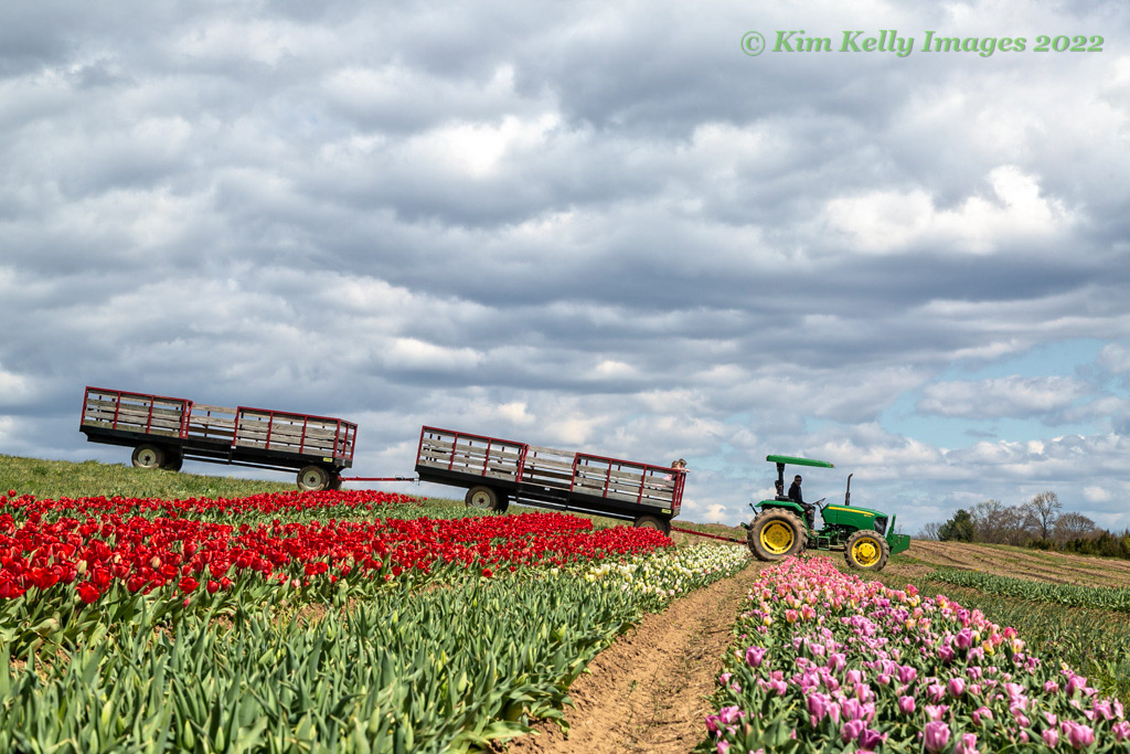 Descending Through the Tulip Fields