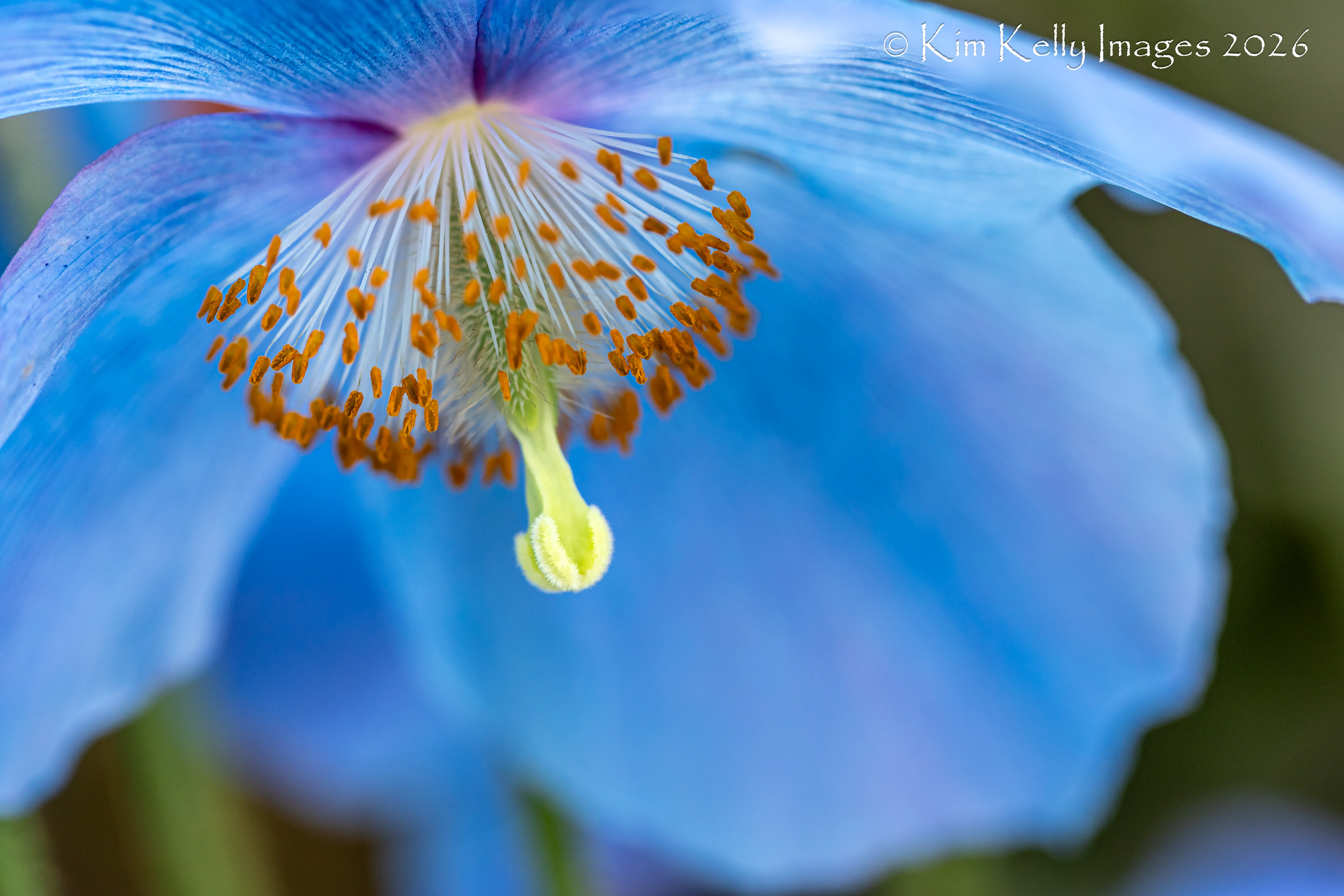 Blue poppy #1