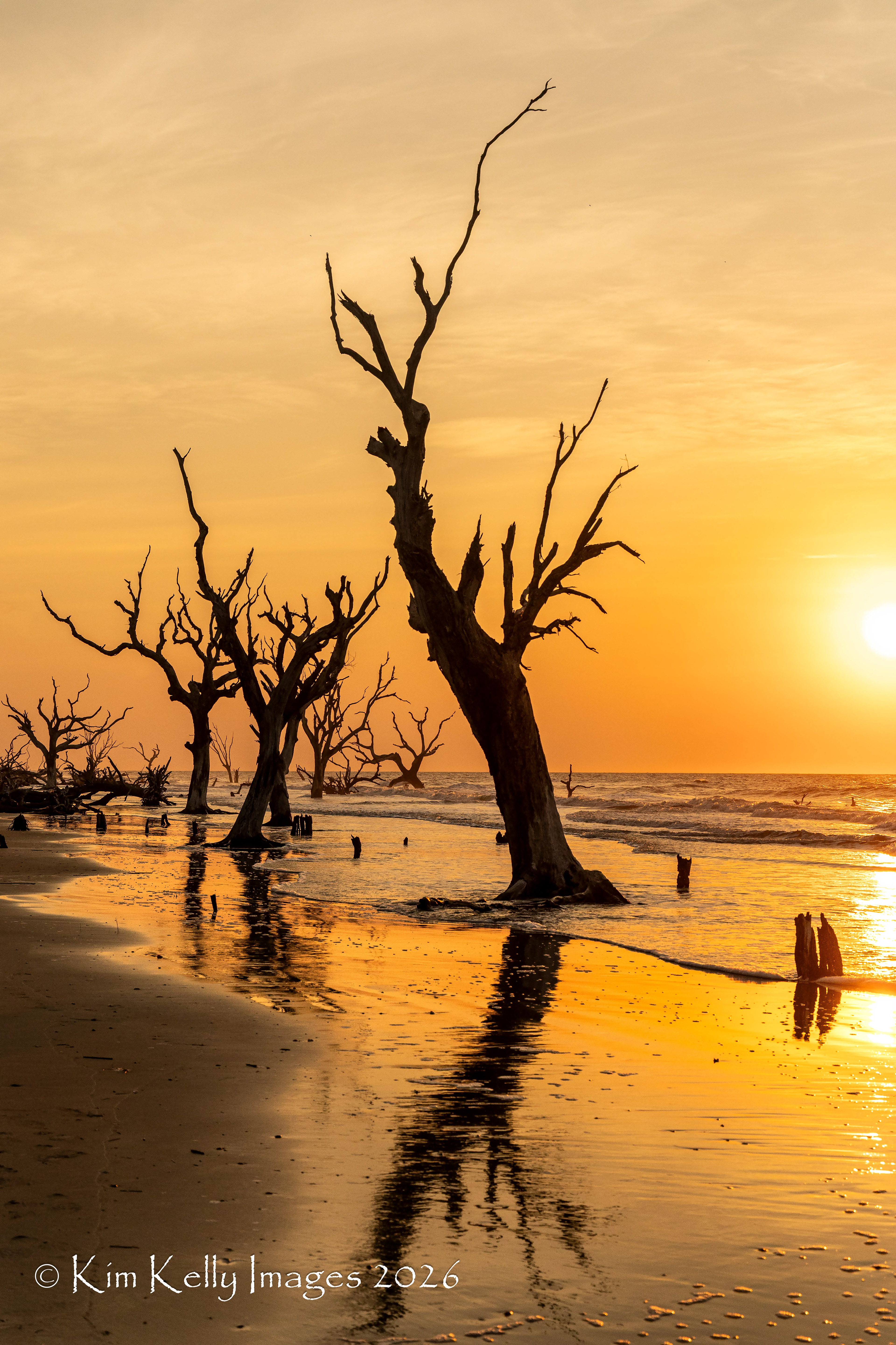 Tree Carcasses in the Surf