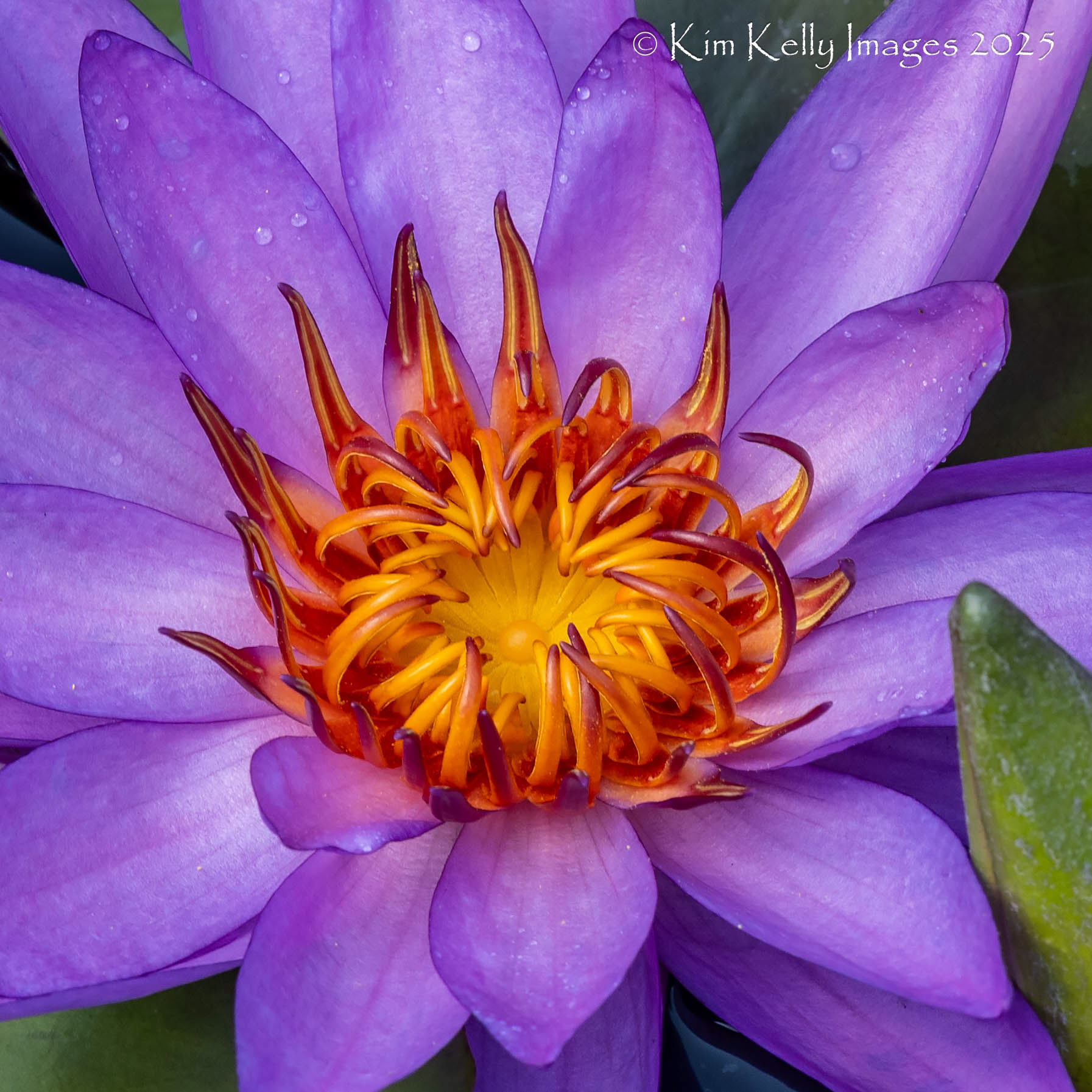 Lily on Fire
