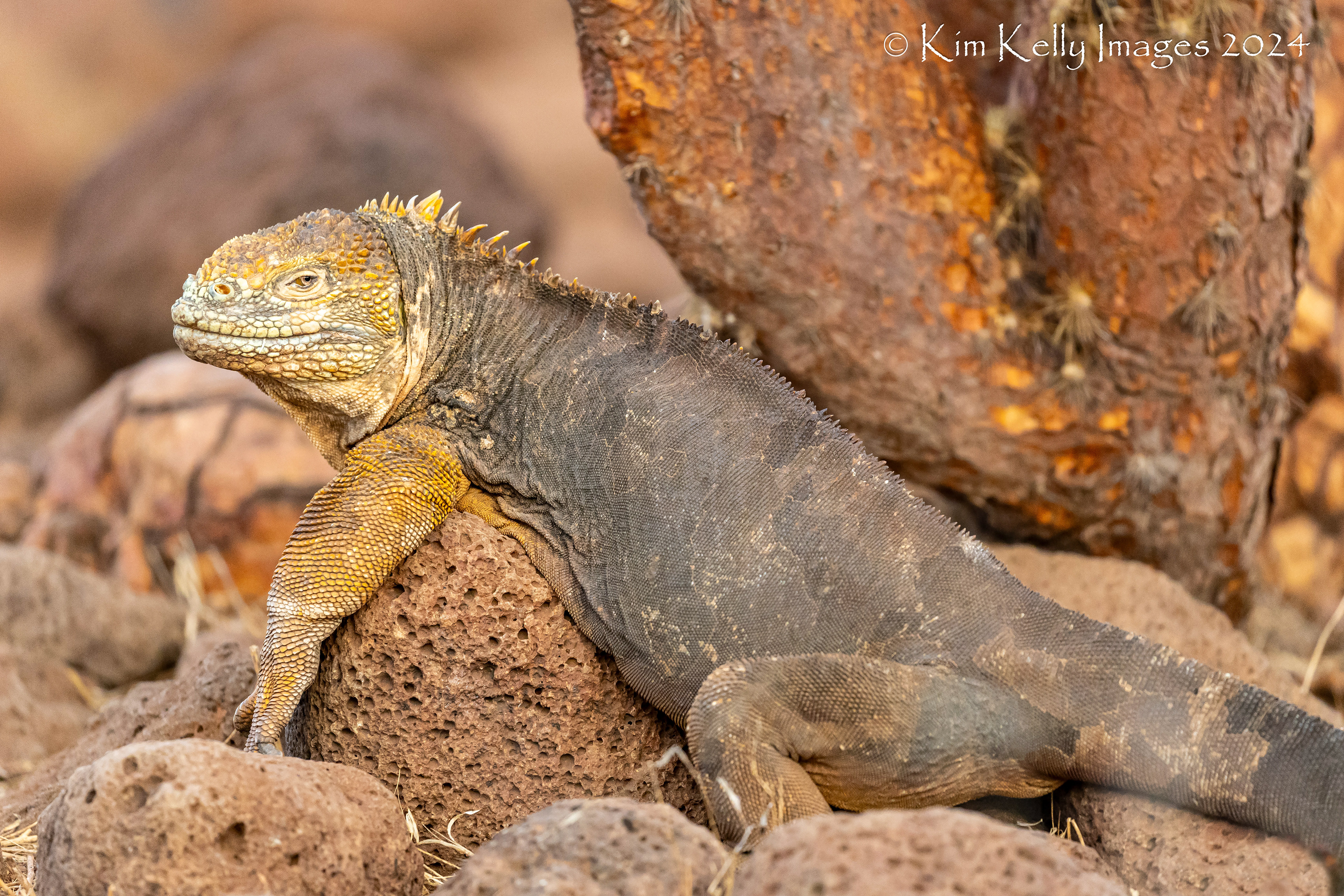 Galapagos Land Iguana