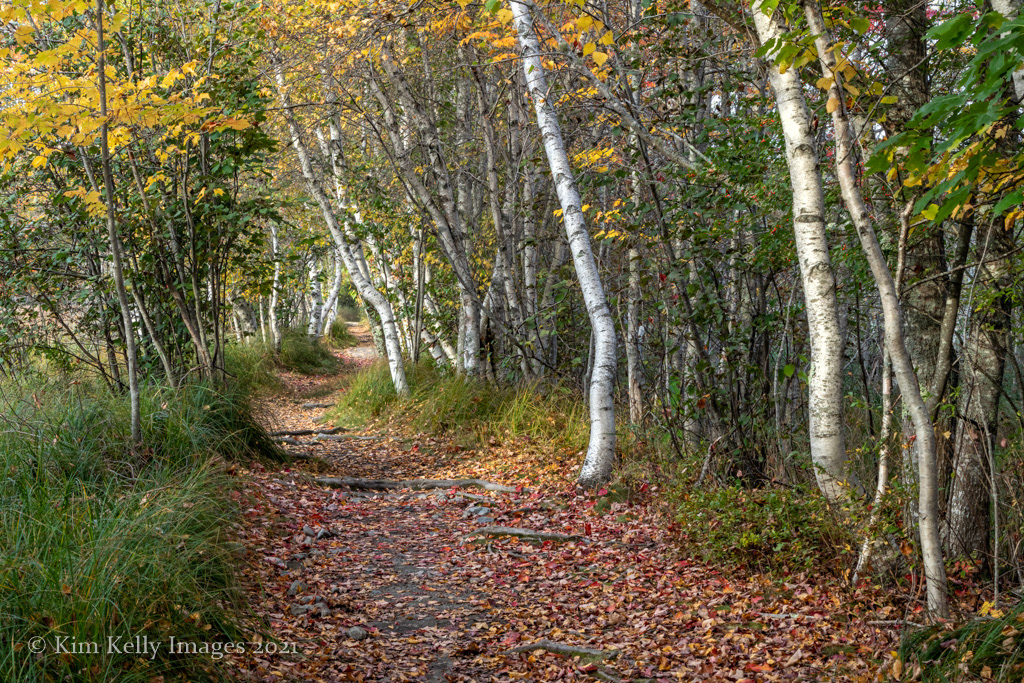 Down a Birch Lined Path - Acadia NP
