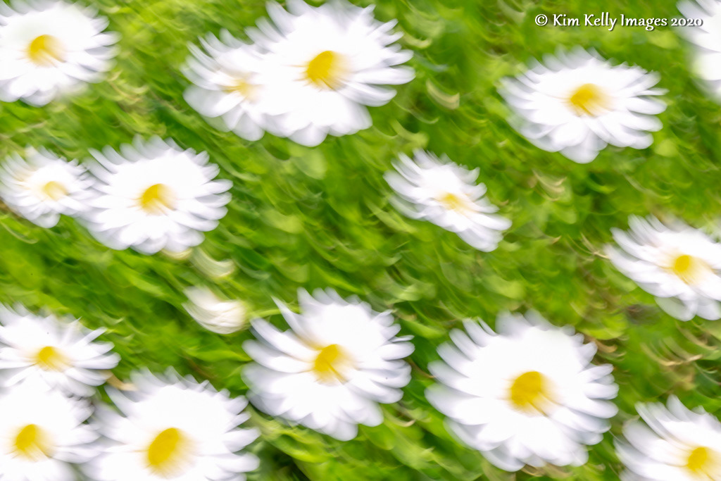 Crazy Daisies