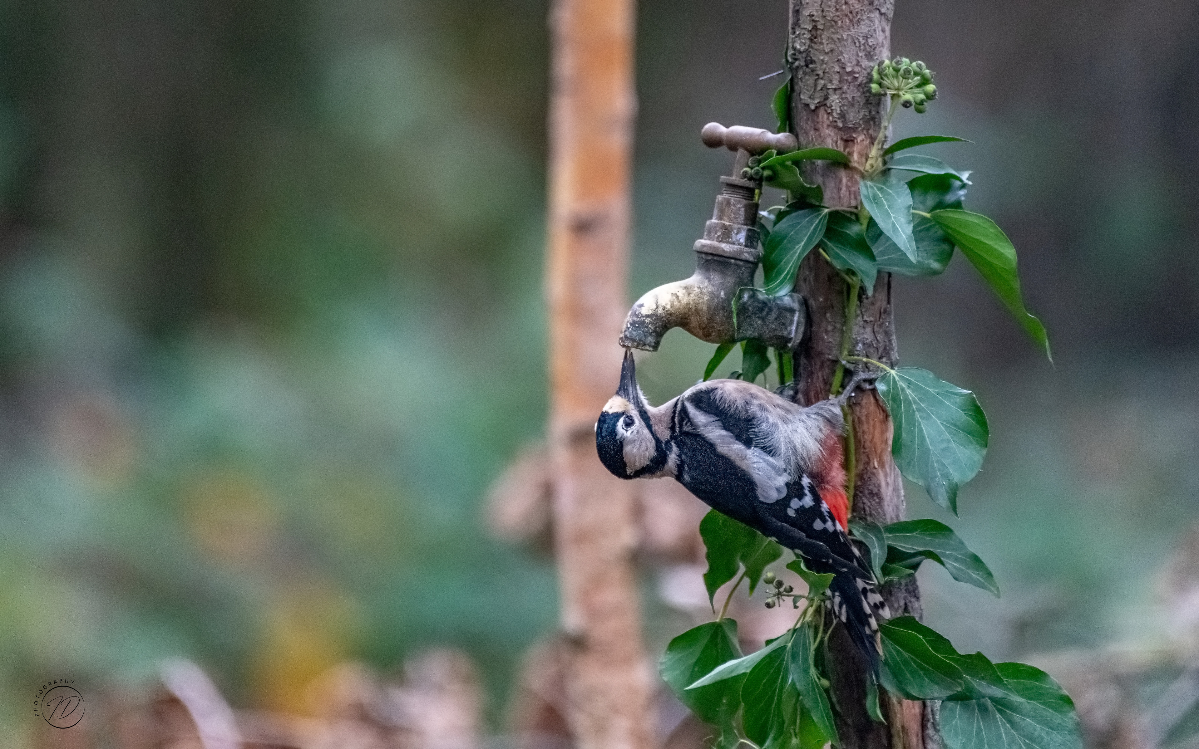 Great spotted woodpecker