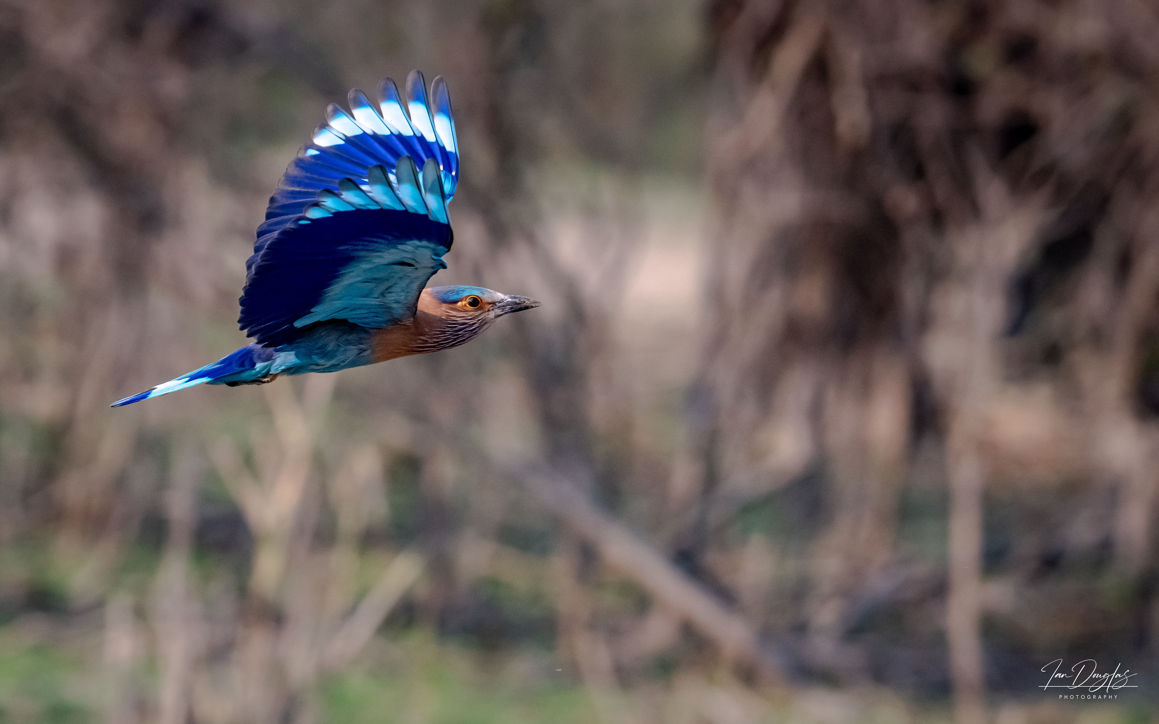 Indian roller