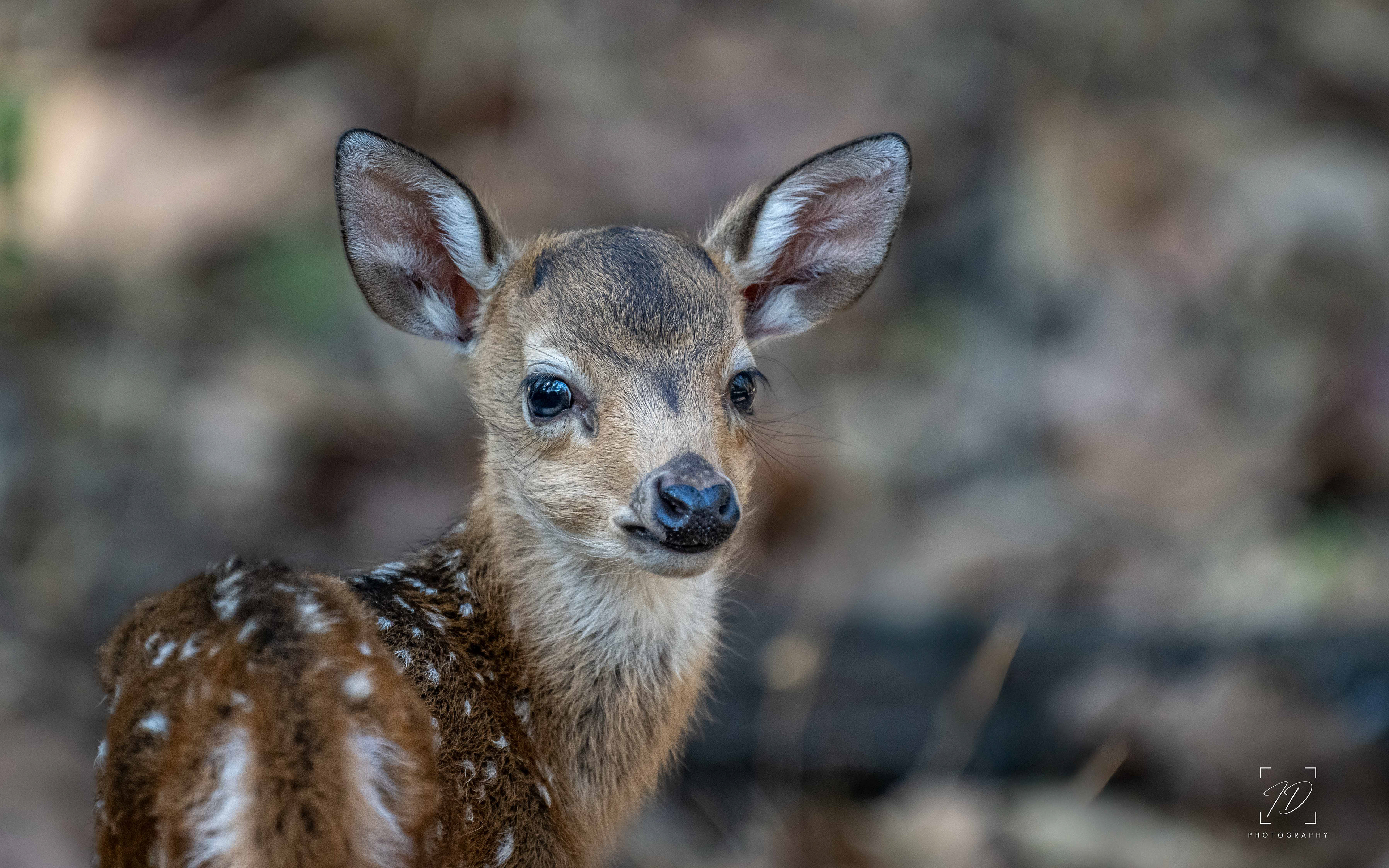 Baby Chital