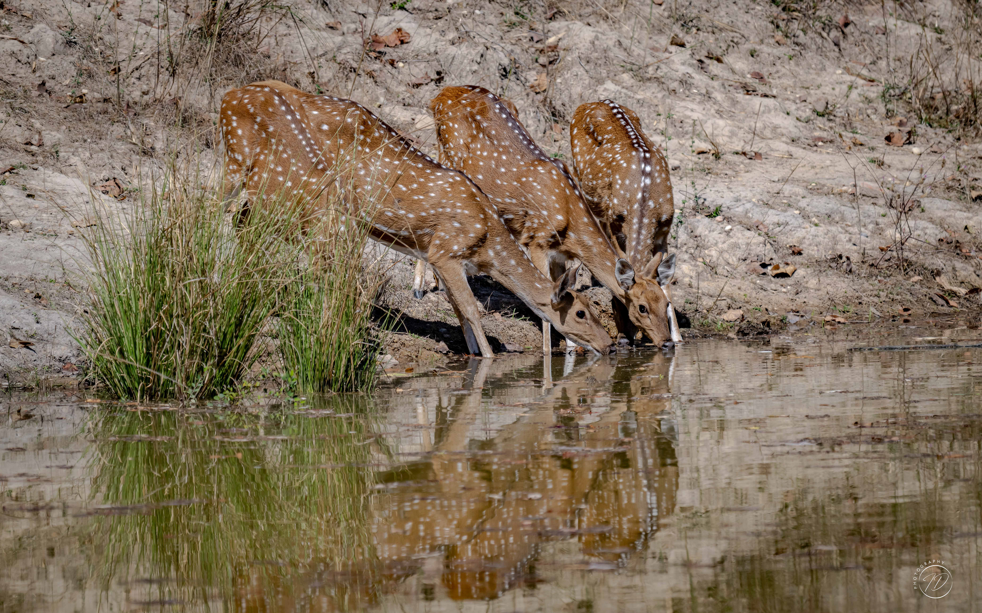 Chital