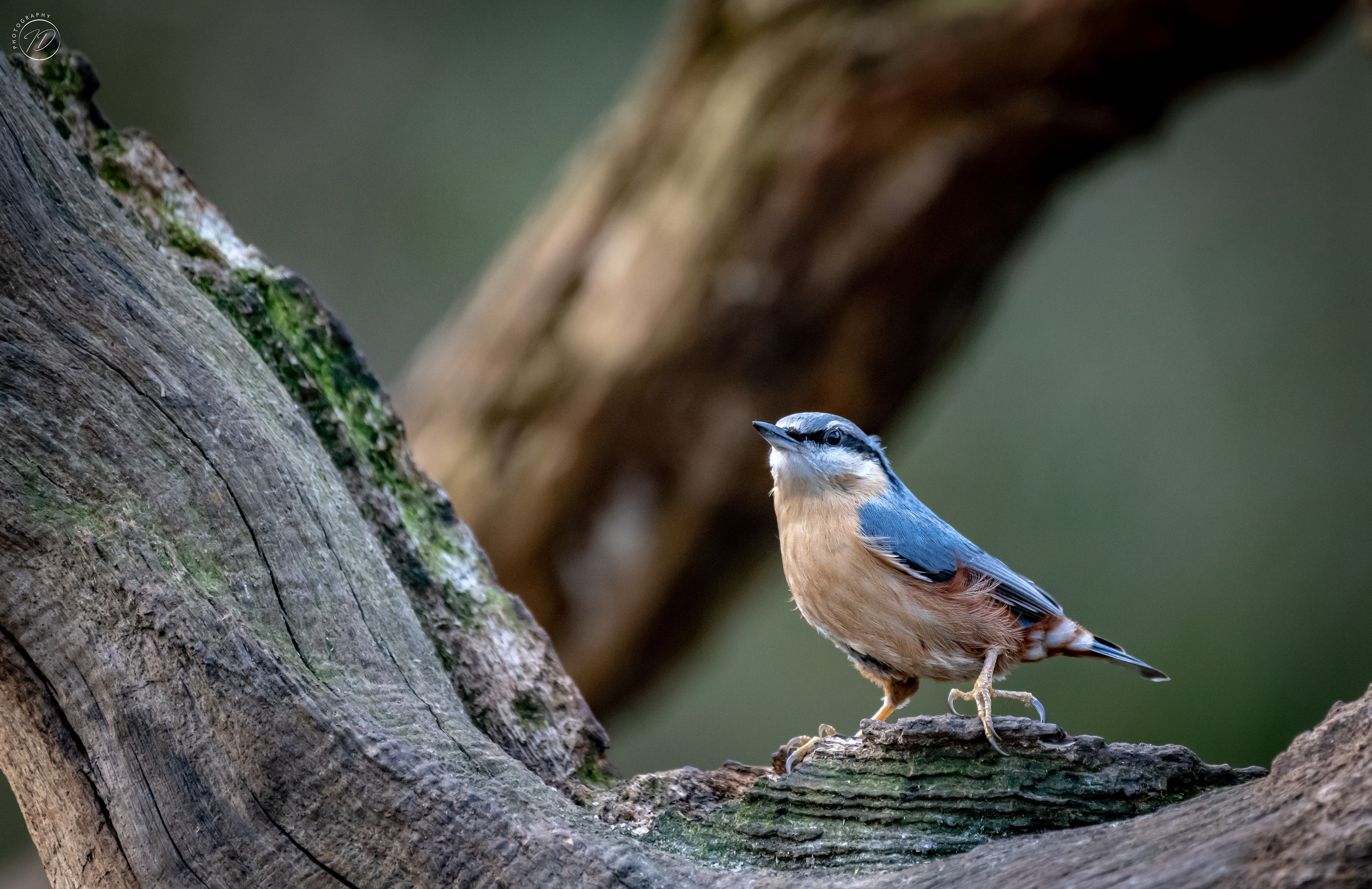 Nuthatch