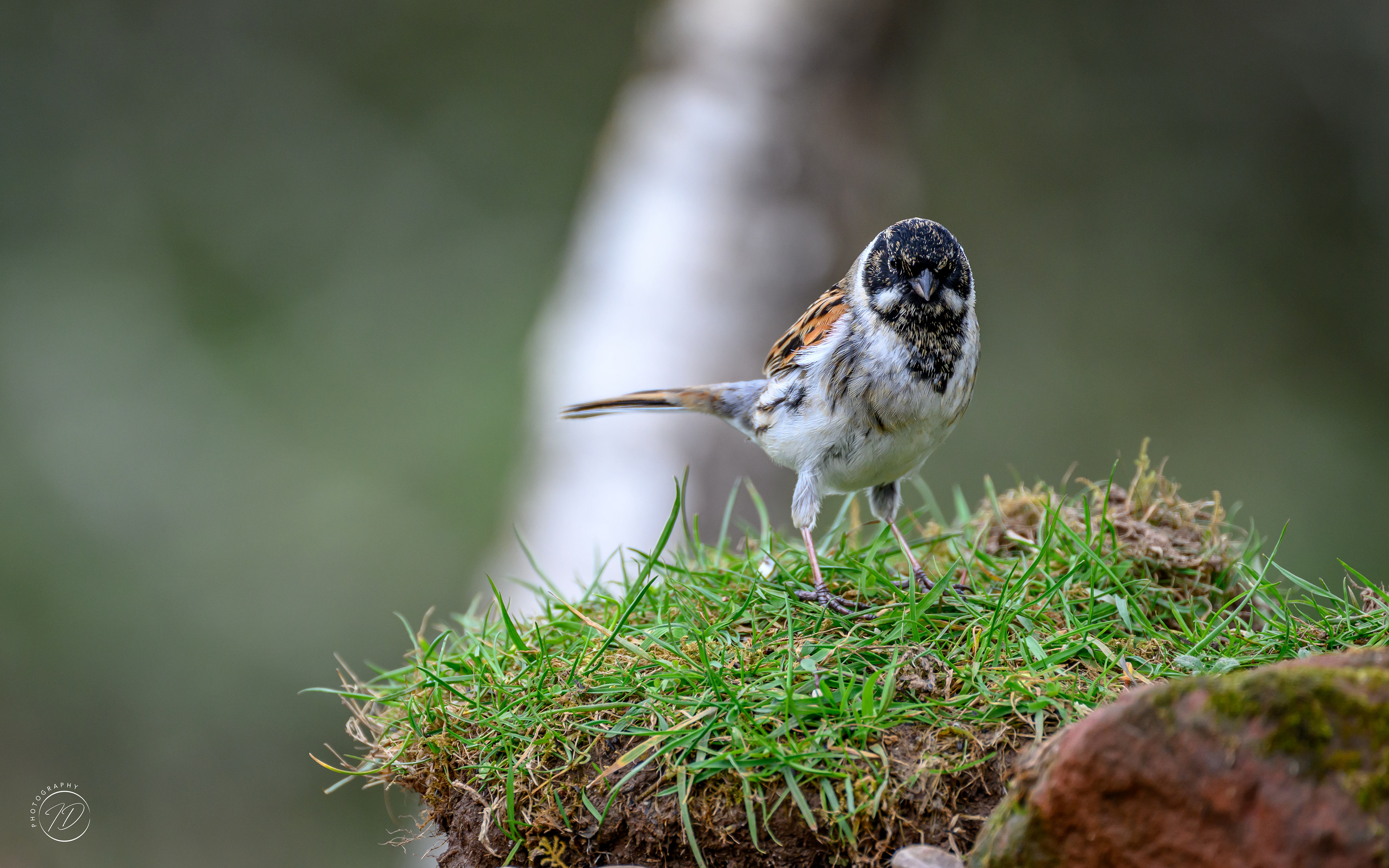 Reed bunting