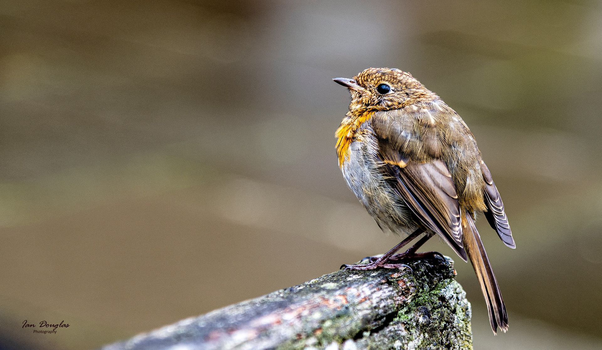British Wildlife