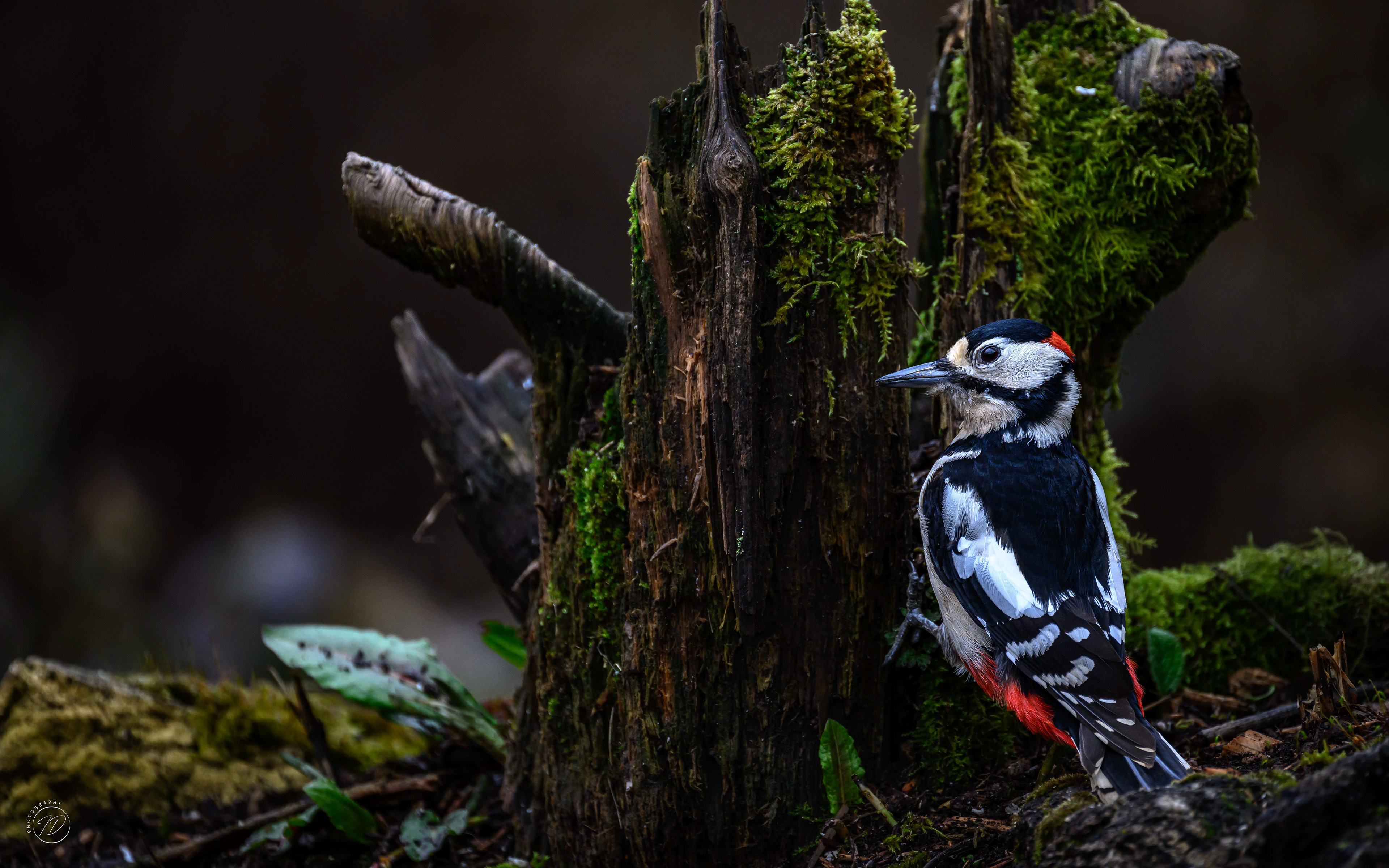 Great spotted woodpecker