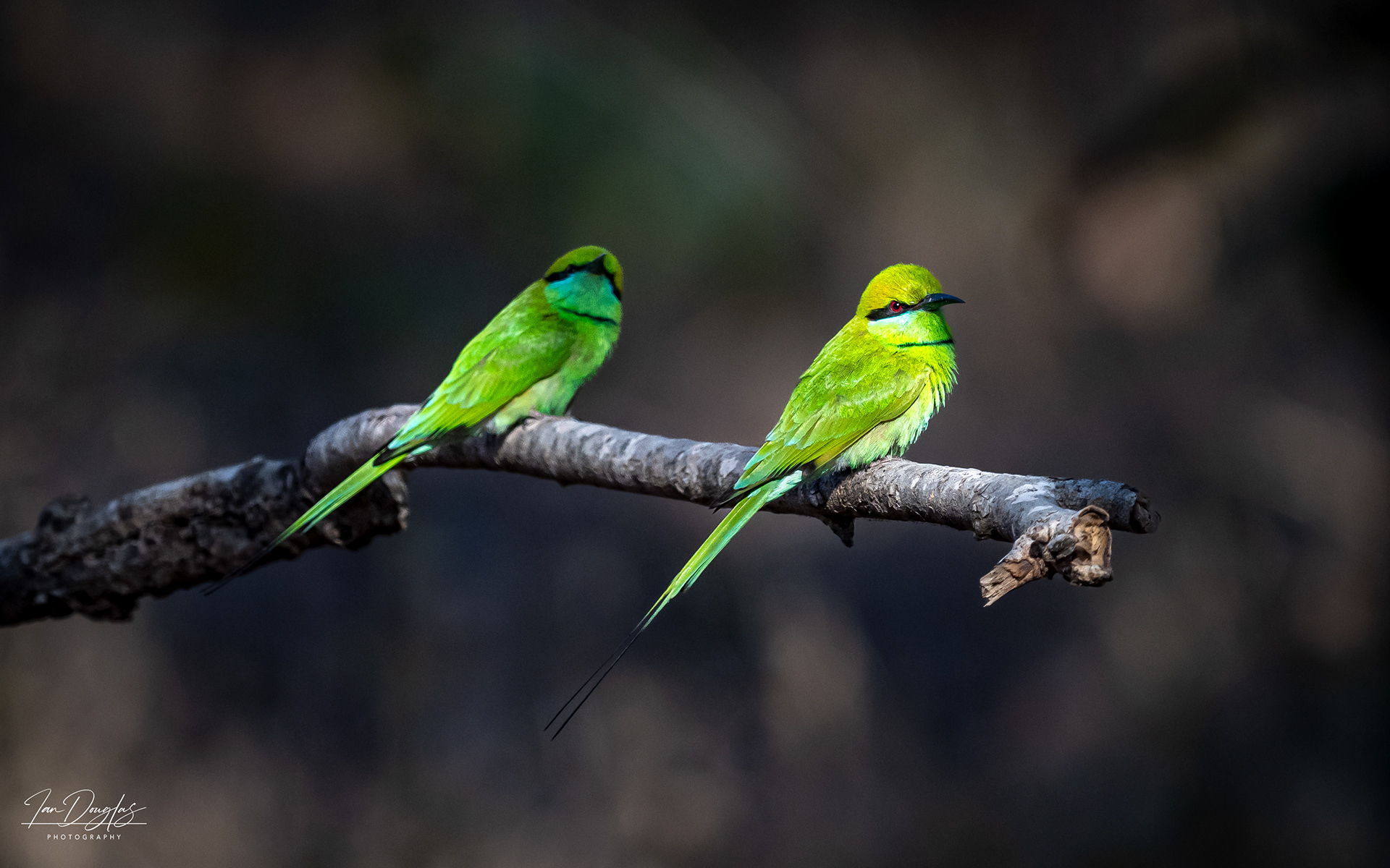 Asian green bee eater