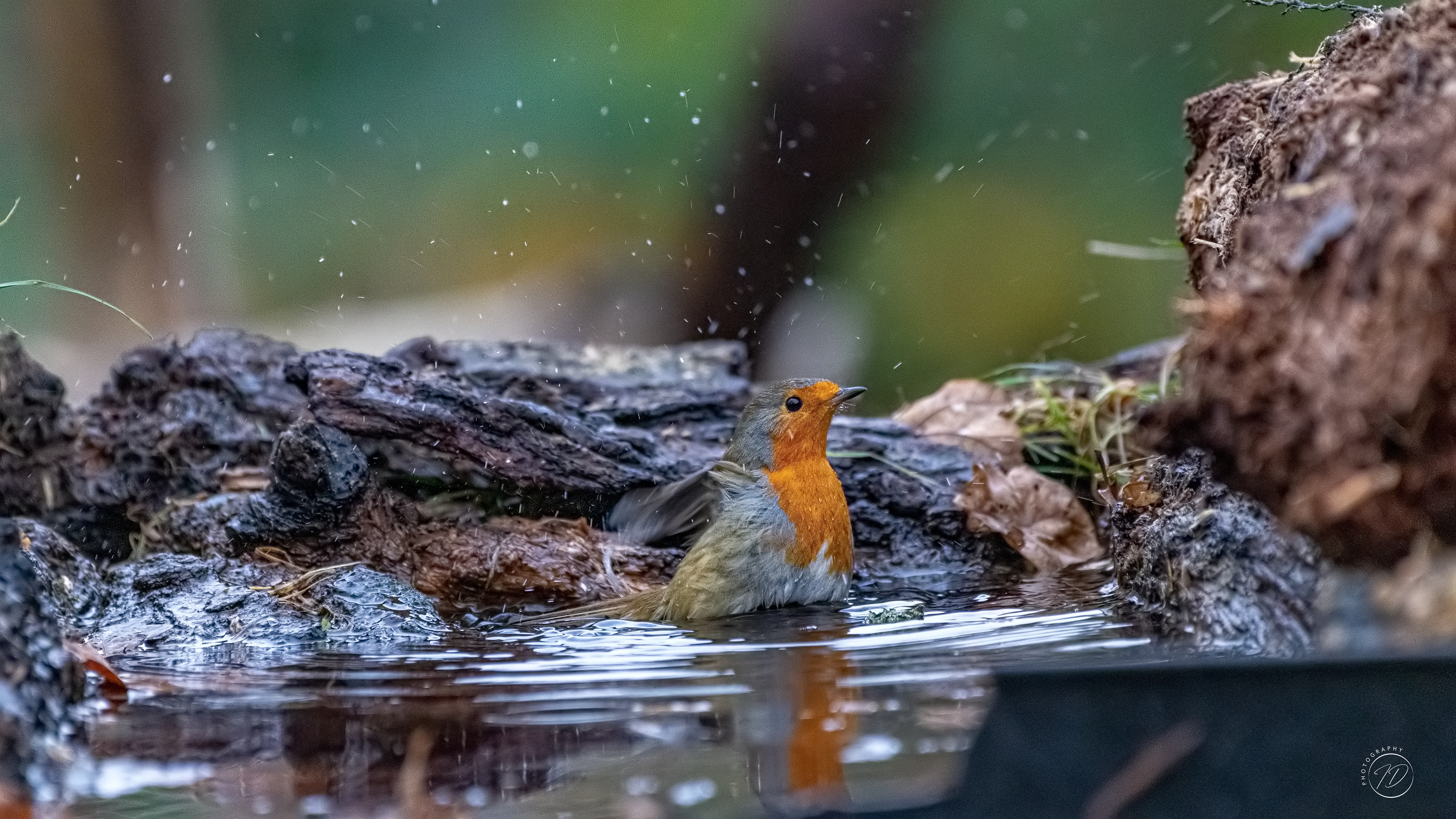 Robin