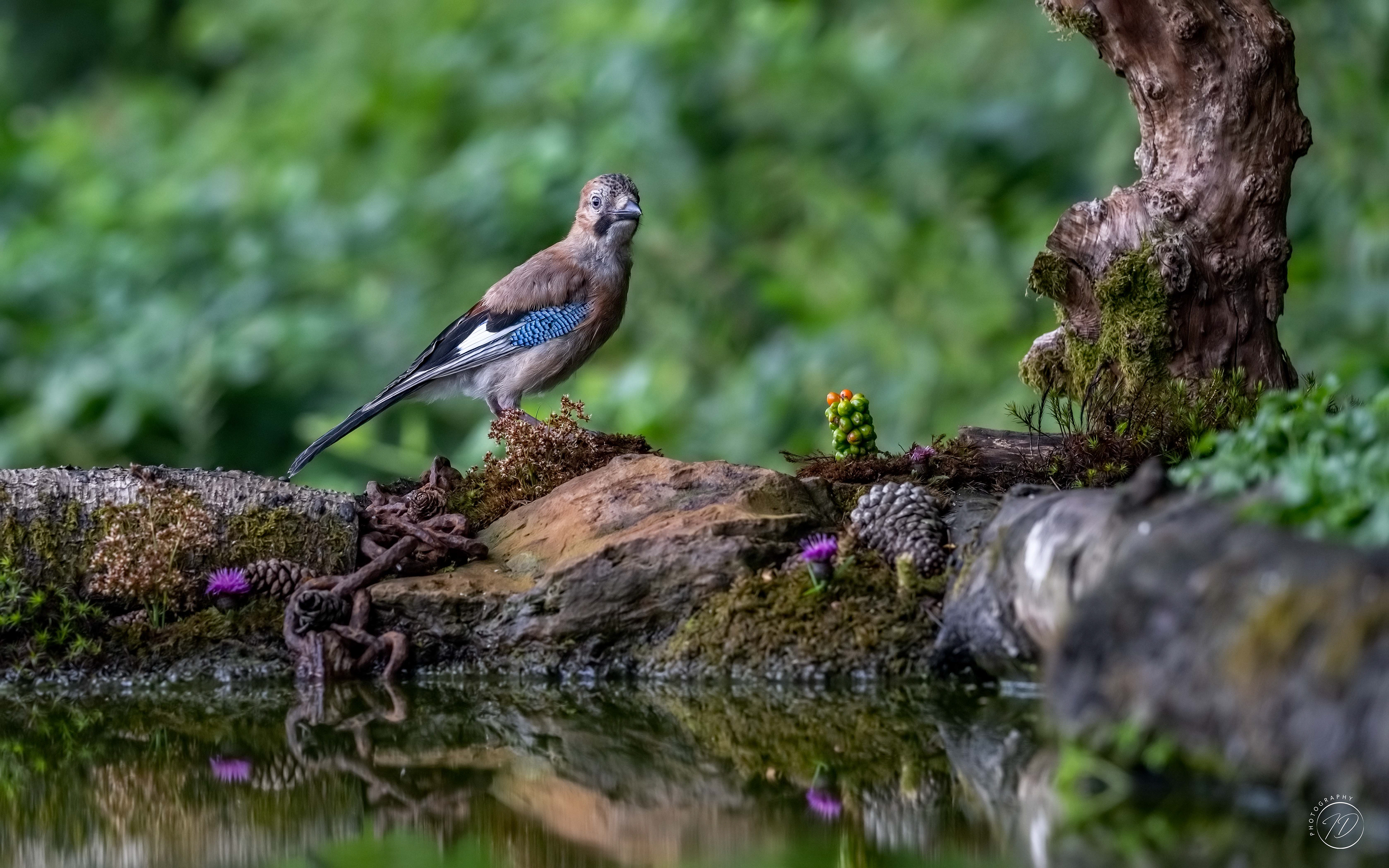 Jay