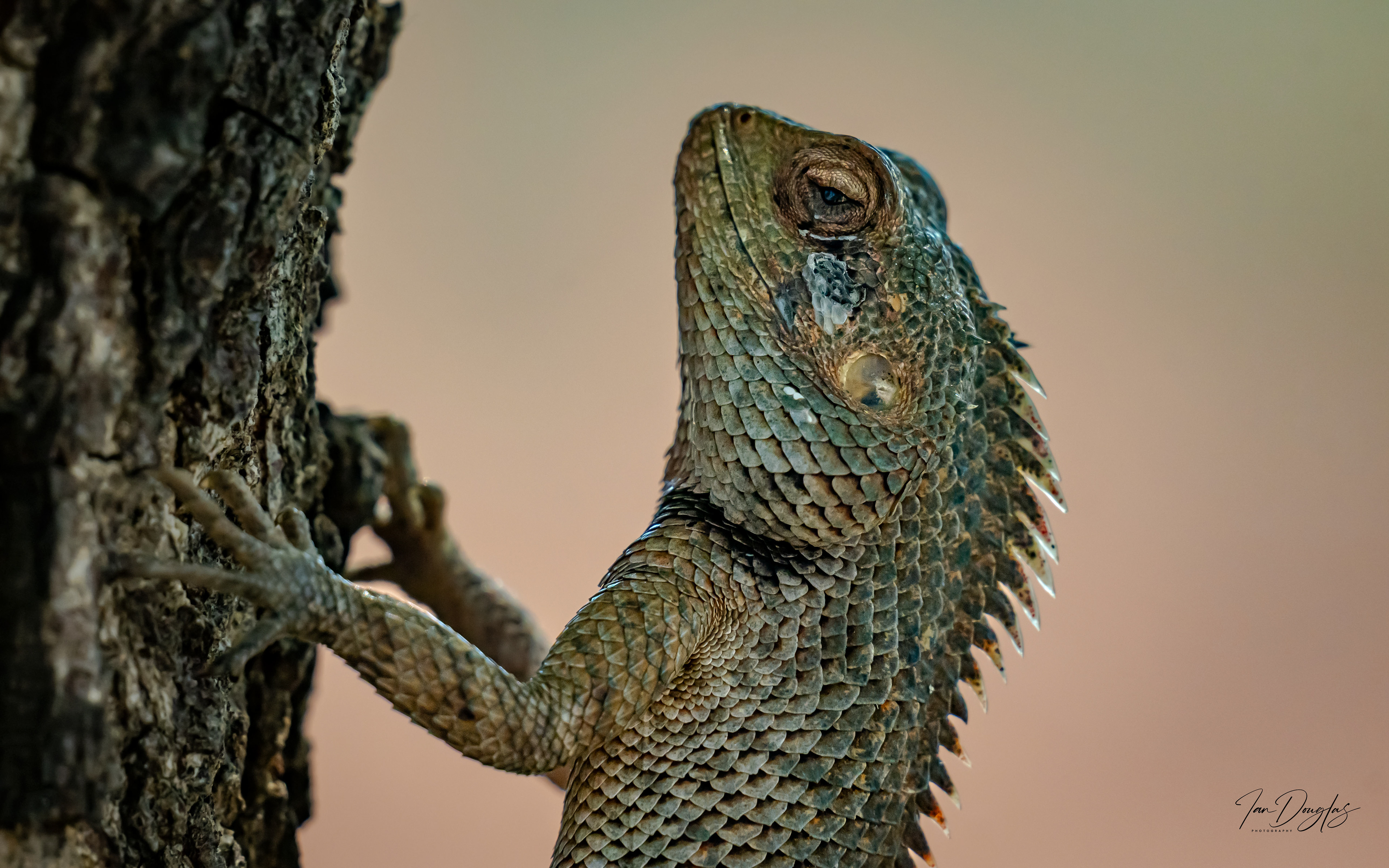 Ornamental garden lizard