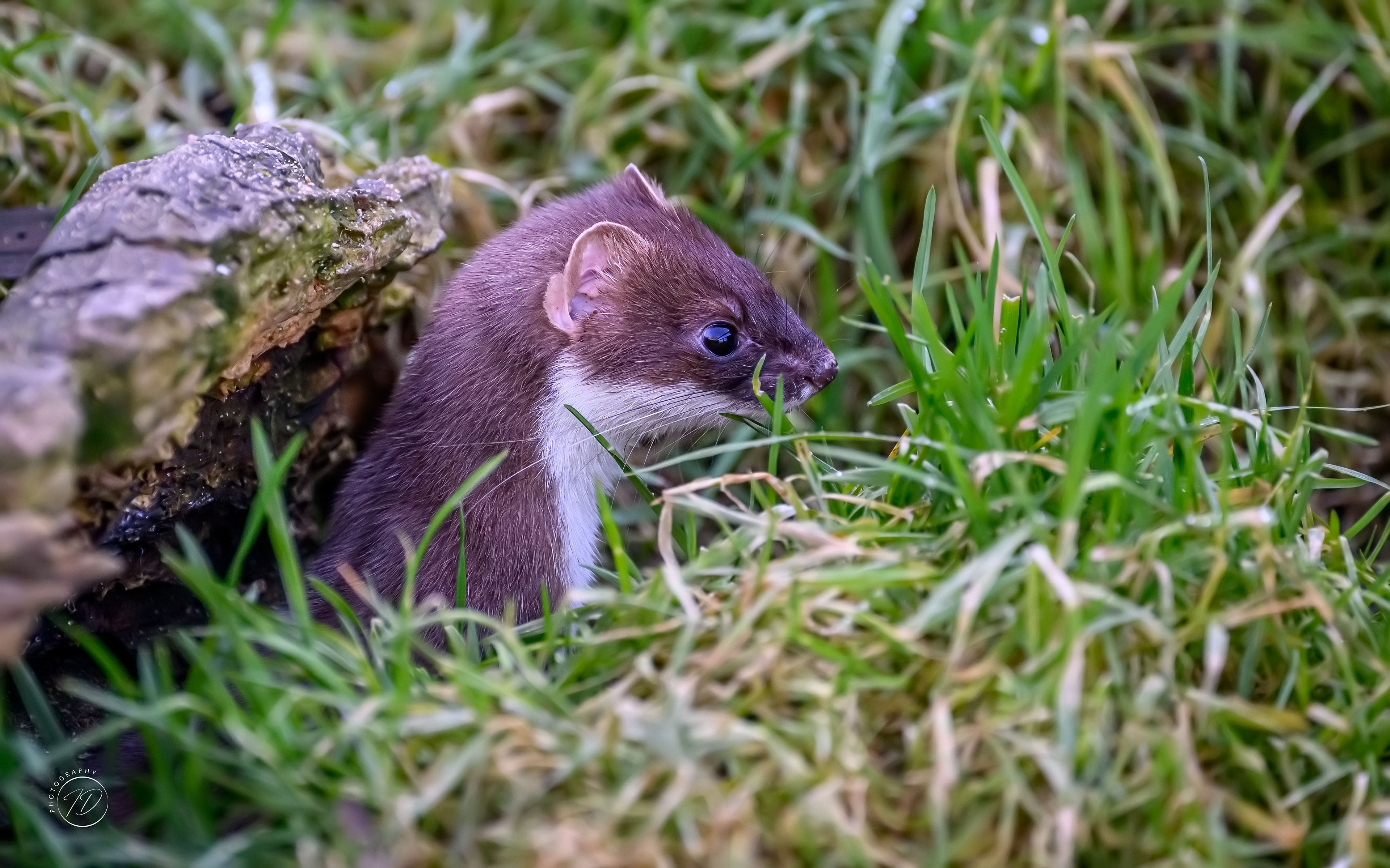 Weasel